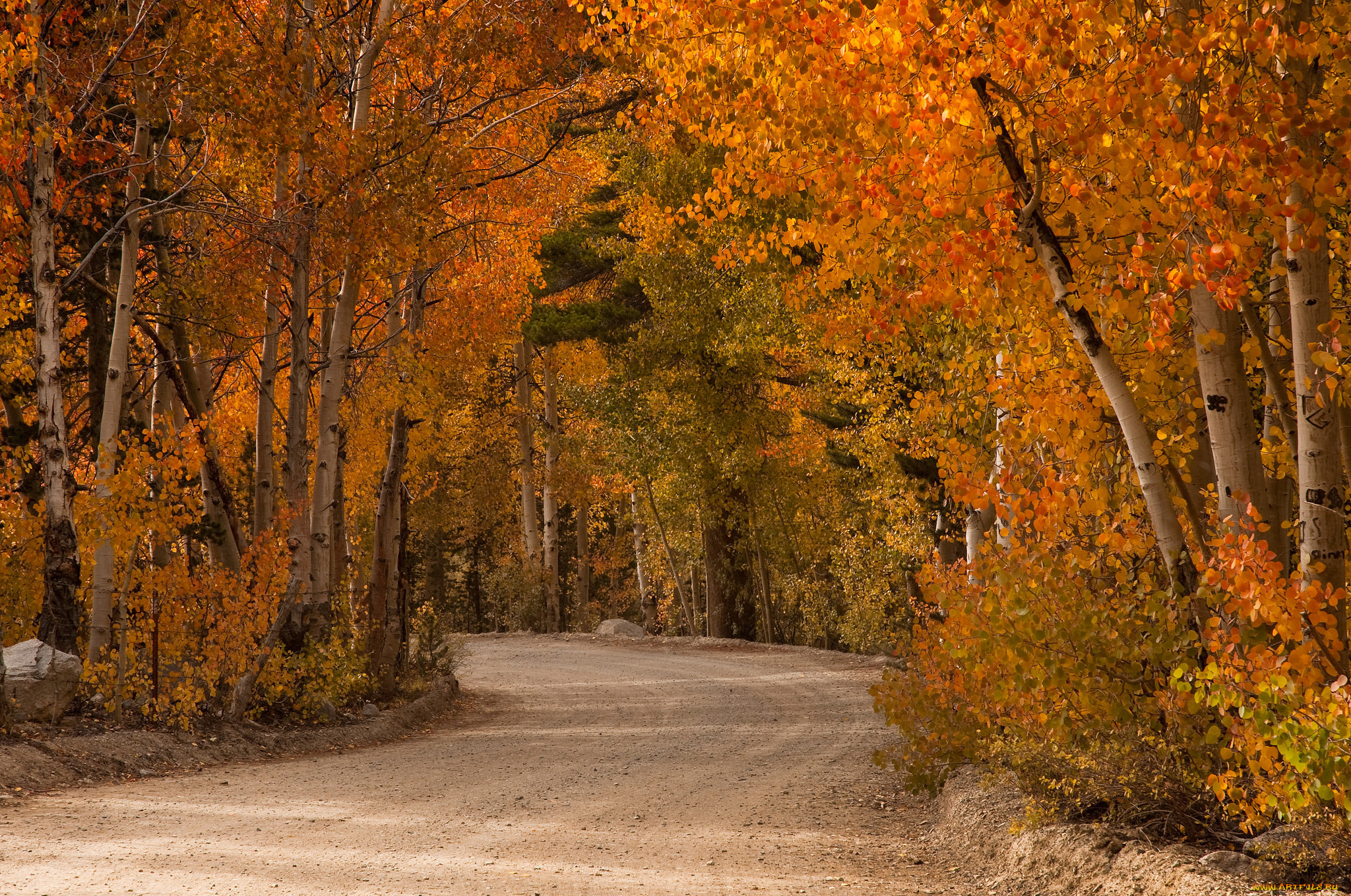 природа, дороги, краски, тополь, осинообразный, дорога, сентябрь, осень, деревья