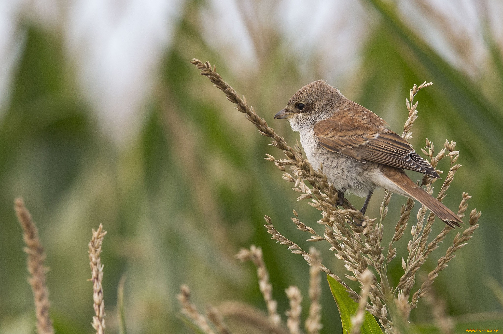 природа птицы животные птенцы трава загрузить