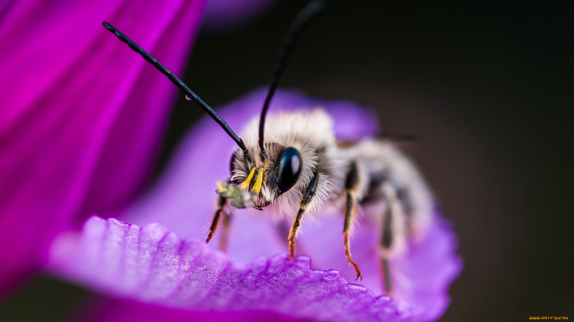 животные, пчелы, , осы, , шмели, фон, макро, насекомое