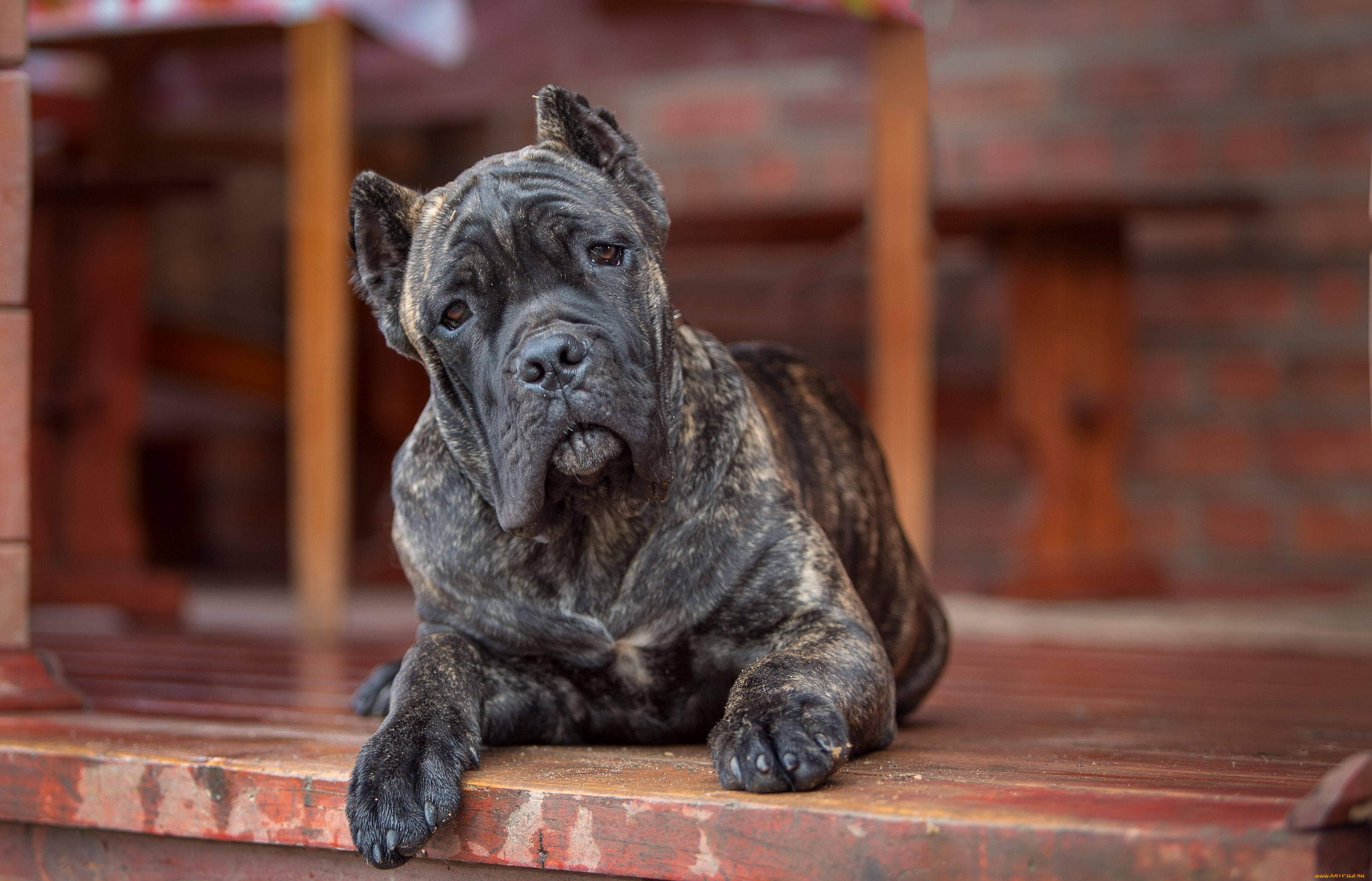 Кане корсо. Кане Корсо щенок. Cane Corso собака. Кане Корсо тигровый.