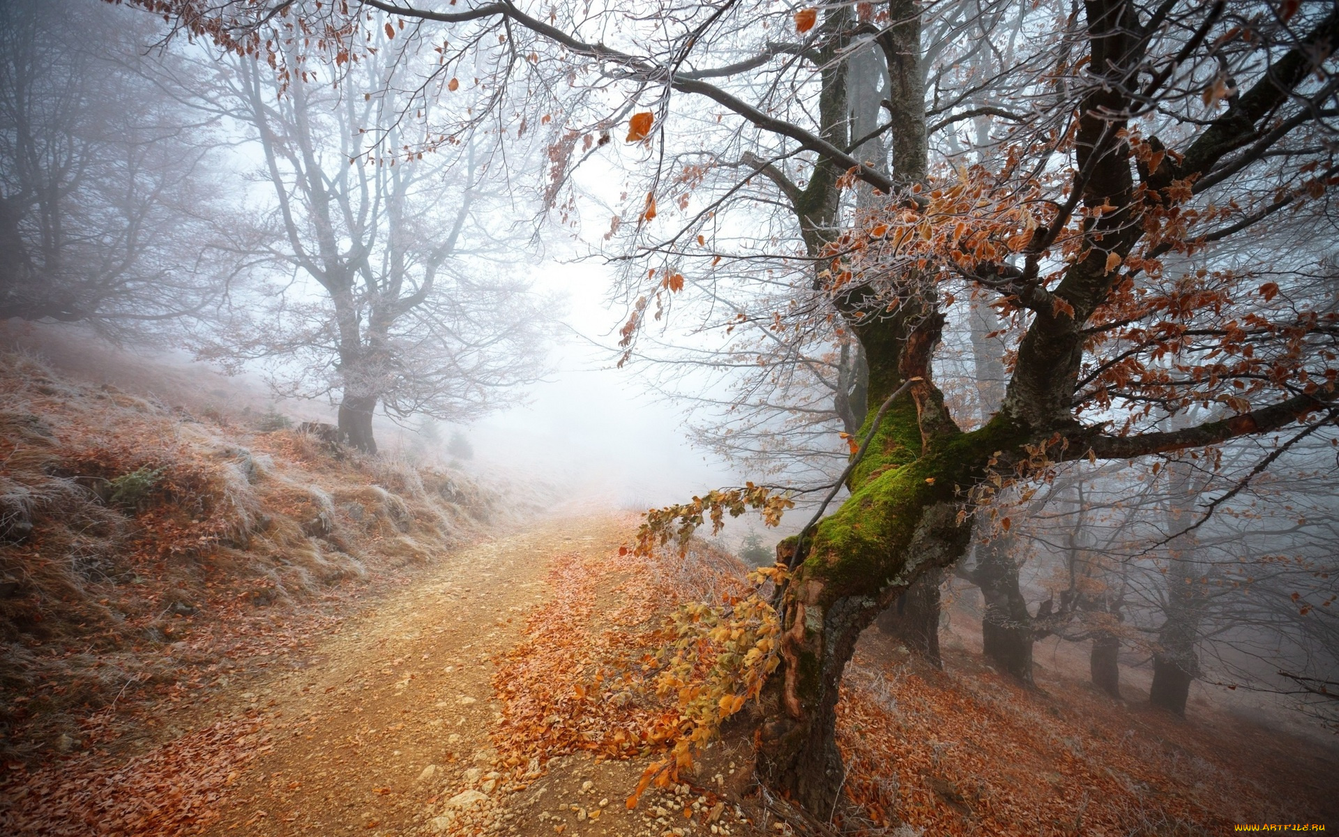 природа, лес, туман, осень, дорога, склон