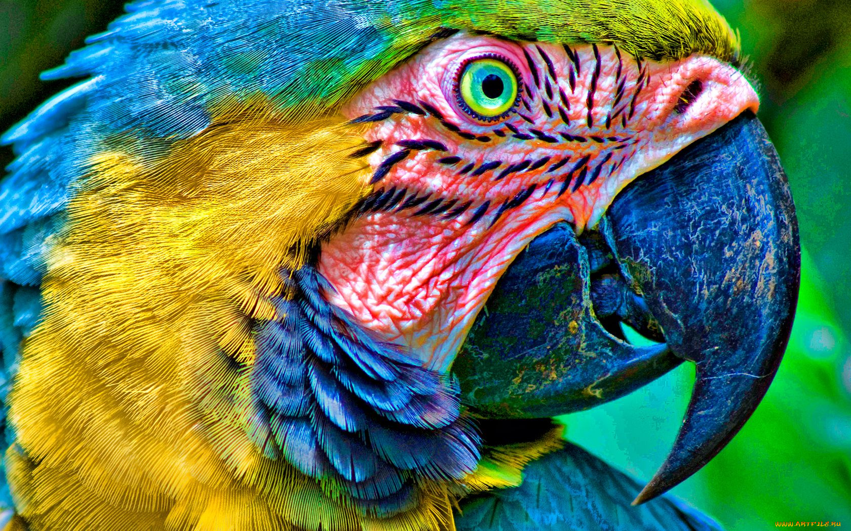 природа птицы животные попугаи Синий желтый ара бесплатно