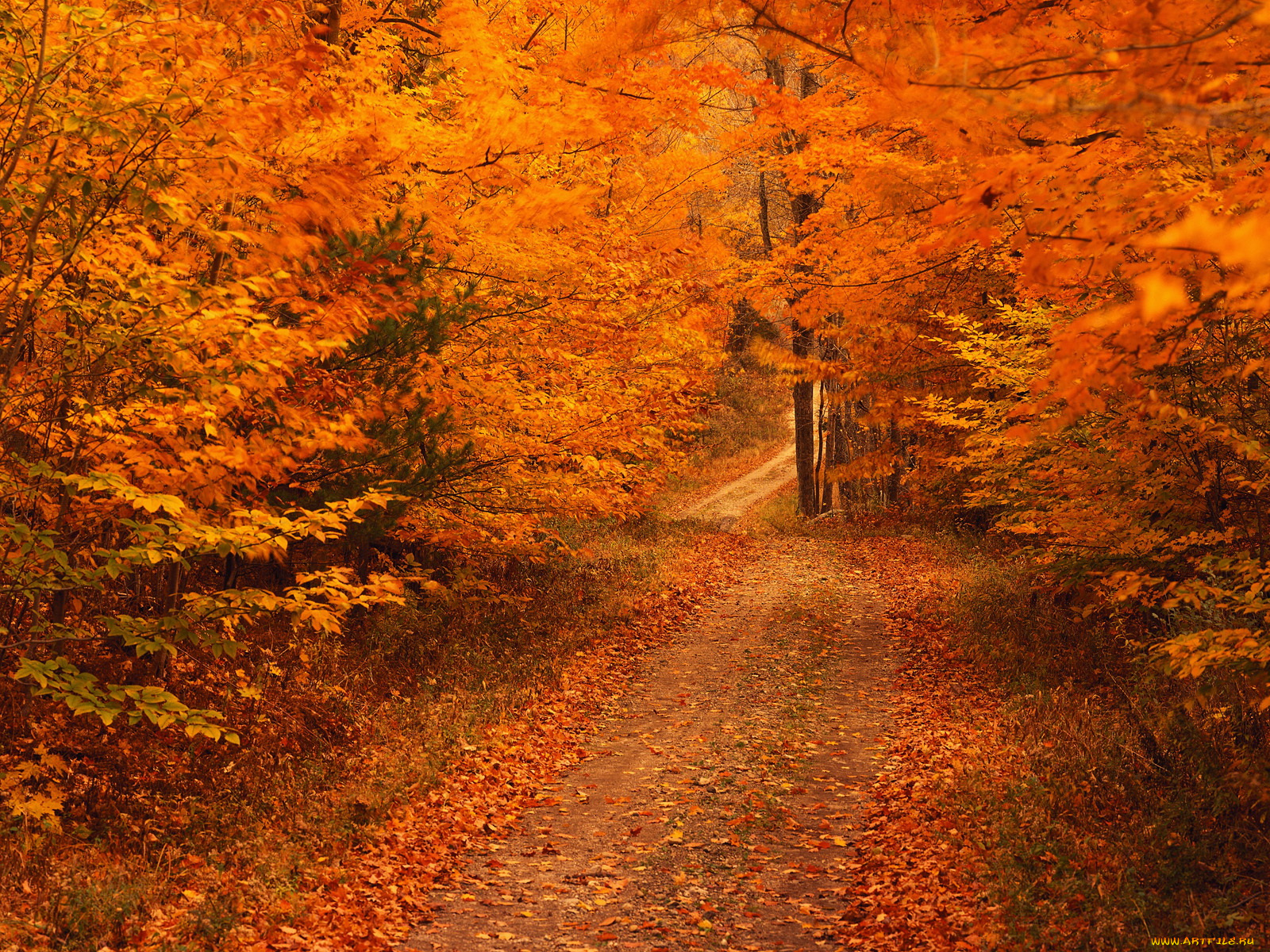 природа, дороги, осень, листья, лес, деревья