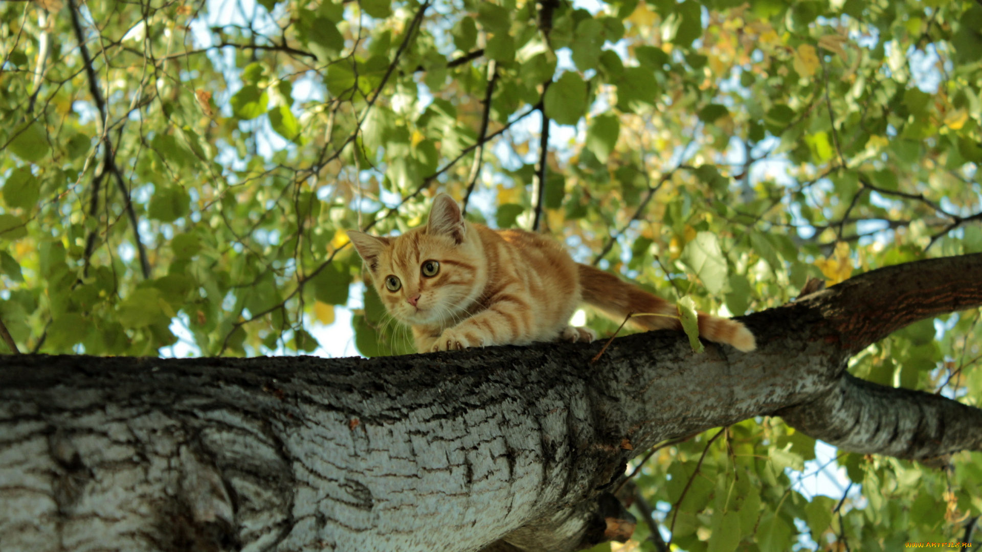 животные, коты, рыжий, котёнок, дерево