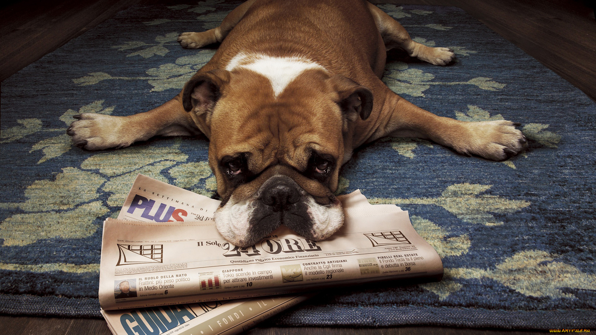 животные, собаки, газеты, пресса, бульдог