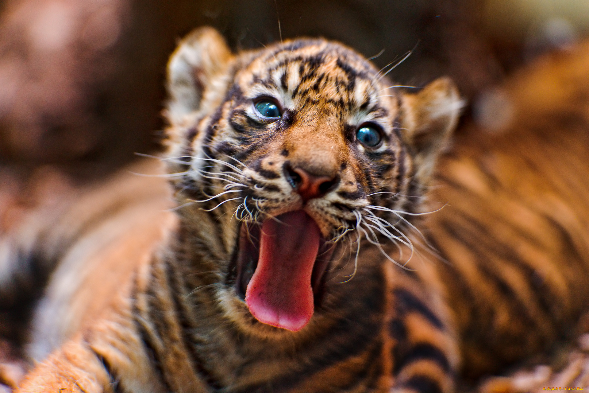 животные, тигры, тигрёнок, язык, пасть