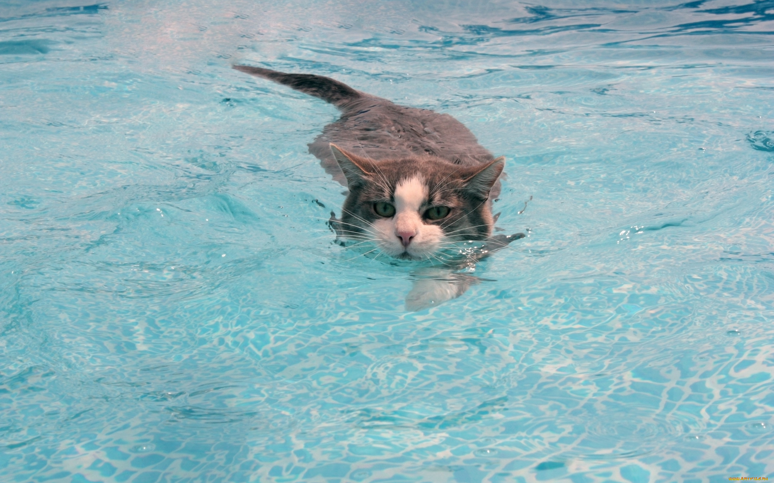 животные, коты, пловец, заплыв, вода