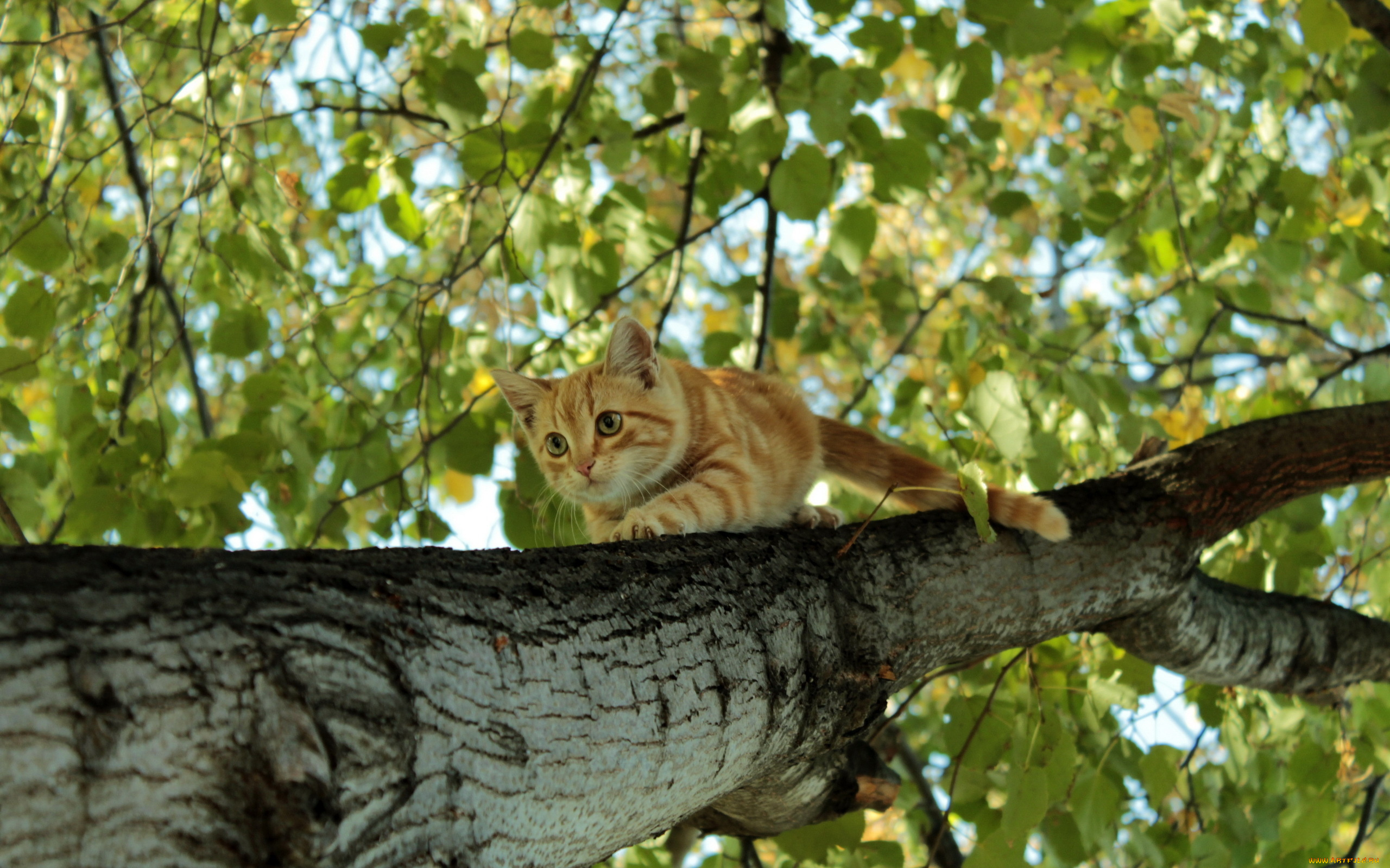 животные, коты, рыжий, котёнок, дерево