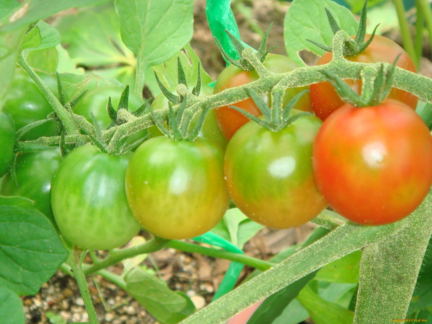 природа, плоды, помидор, томаты