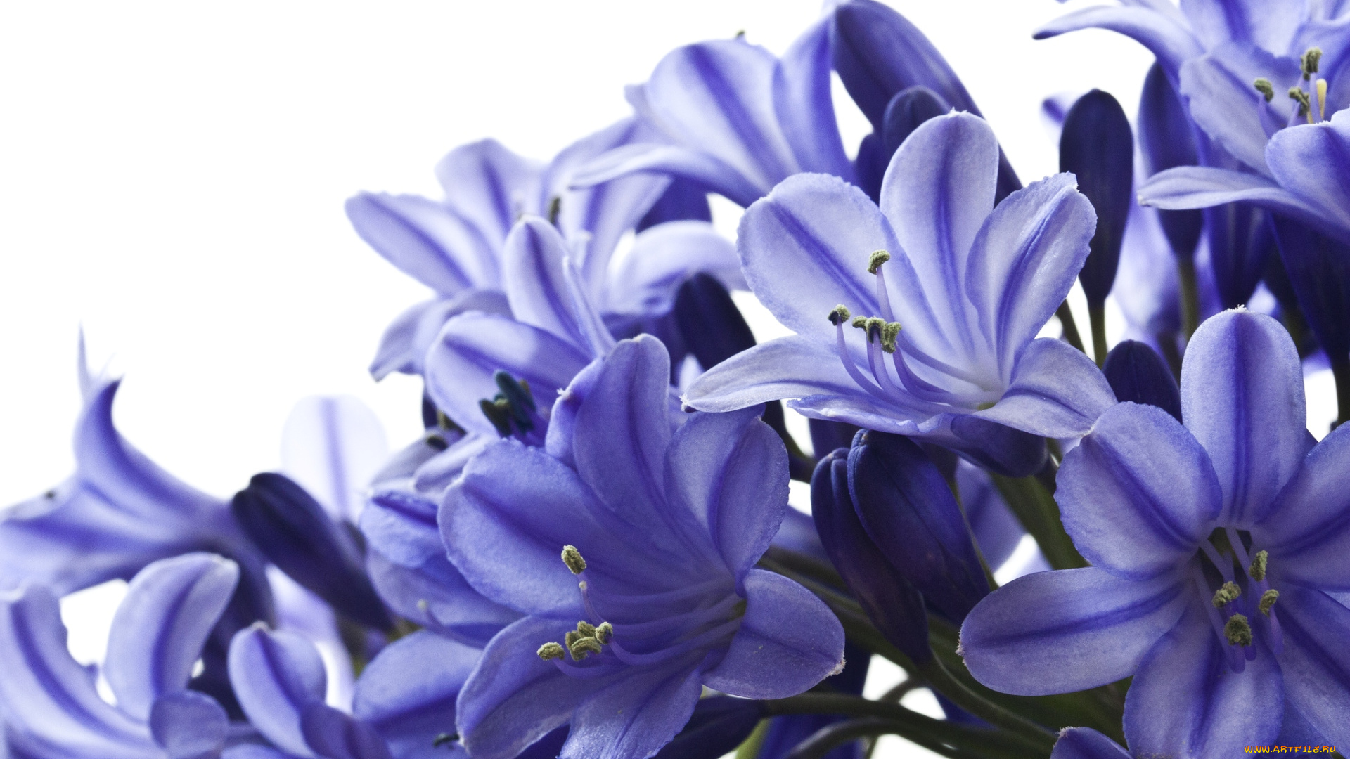 цветы, агапантус, африканская, лилия, синий, макро