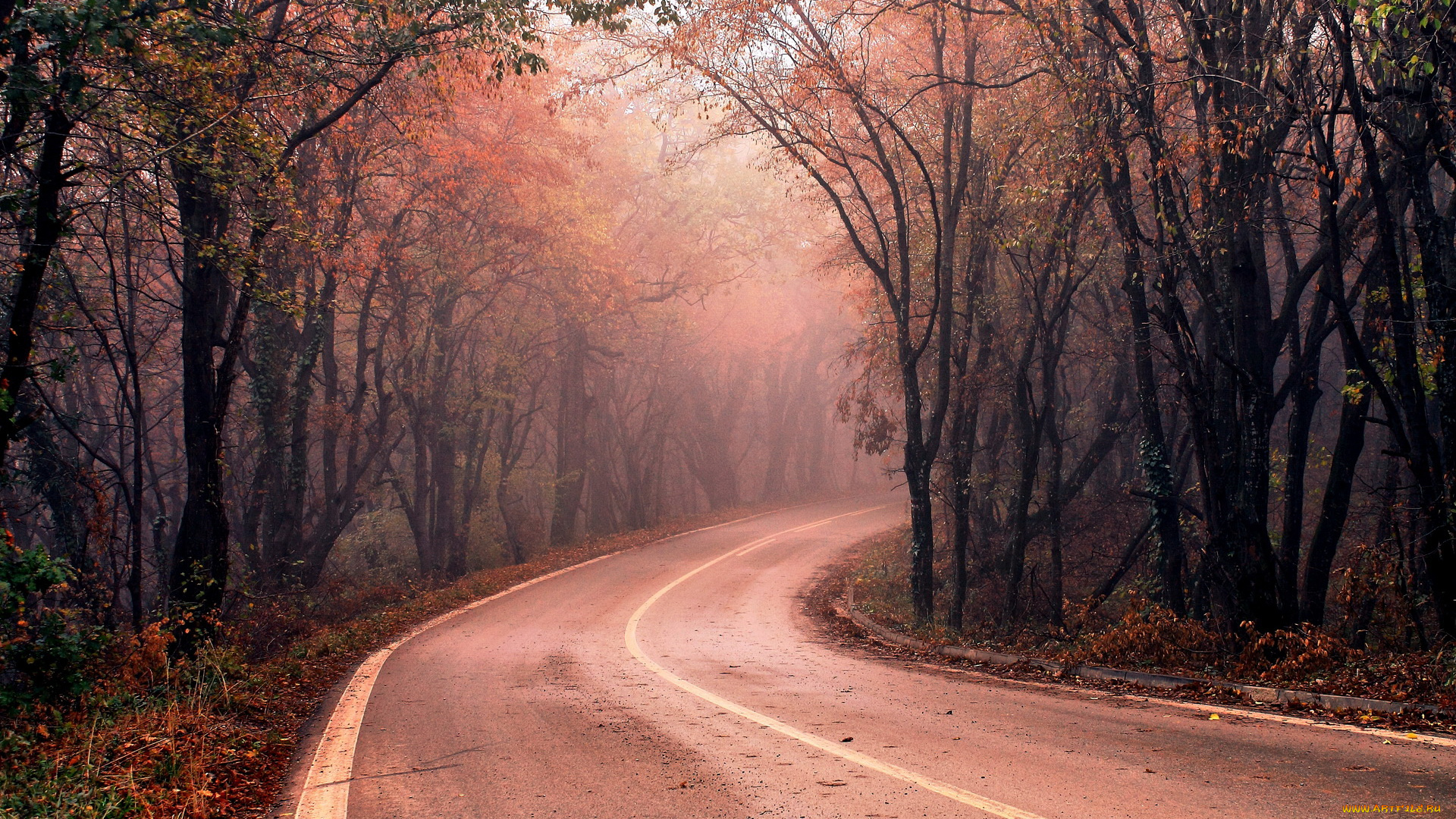 природа, дороги, лес, туман, дорога