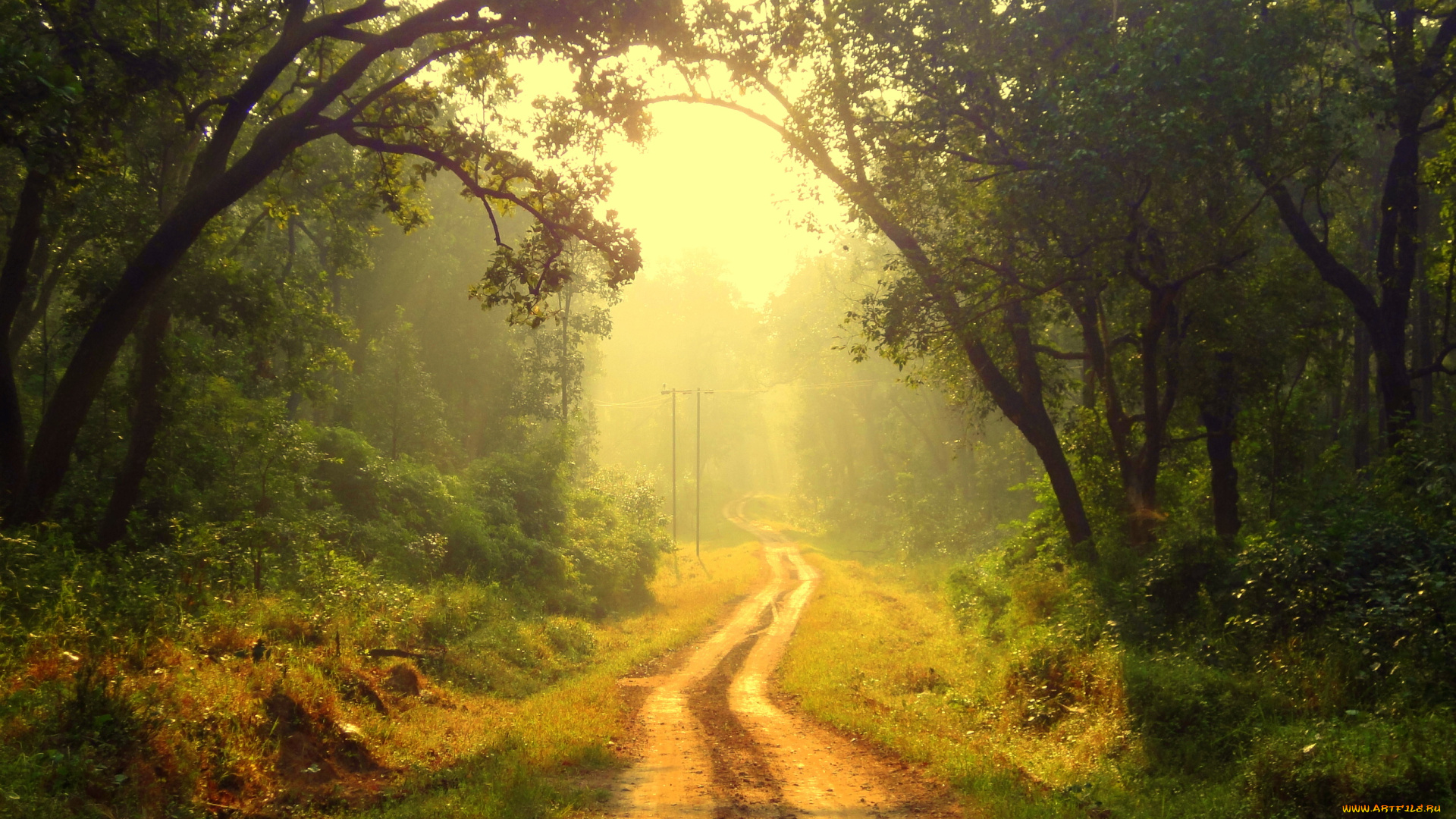 природа, дороги, свет, утро, лес, дорога