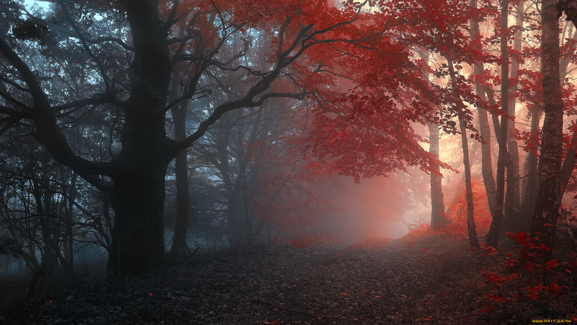 природа, дороги, туман, осень, лес