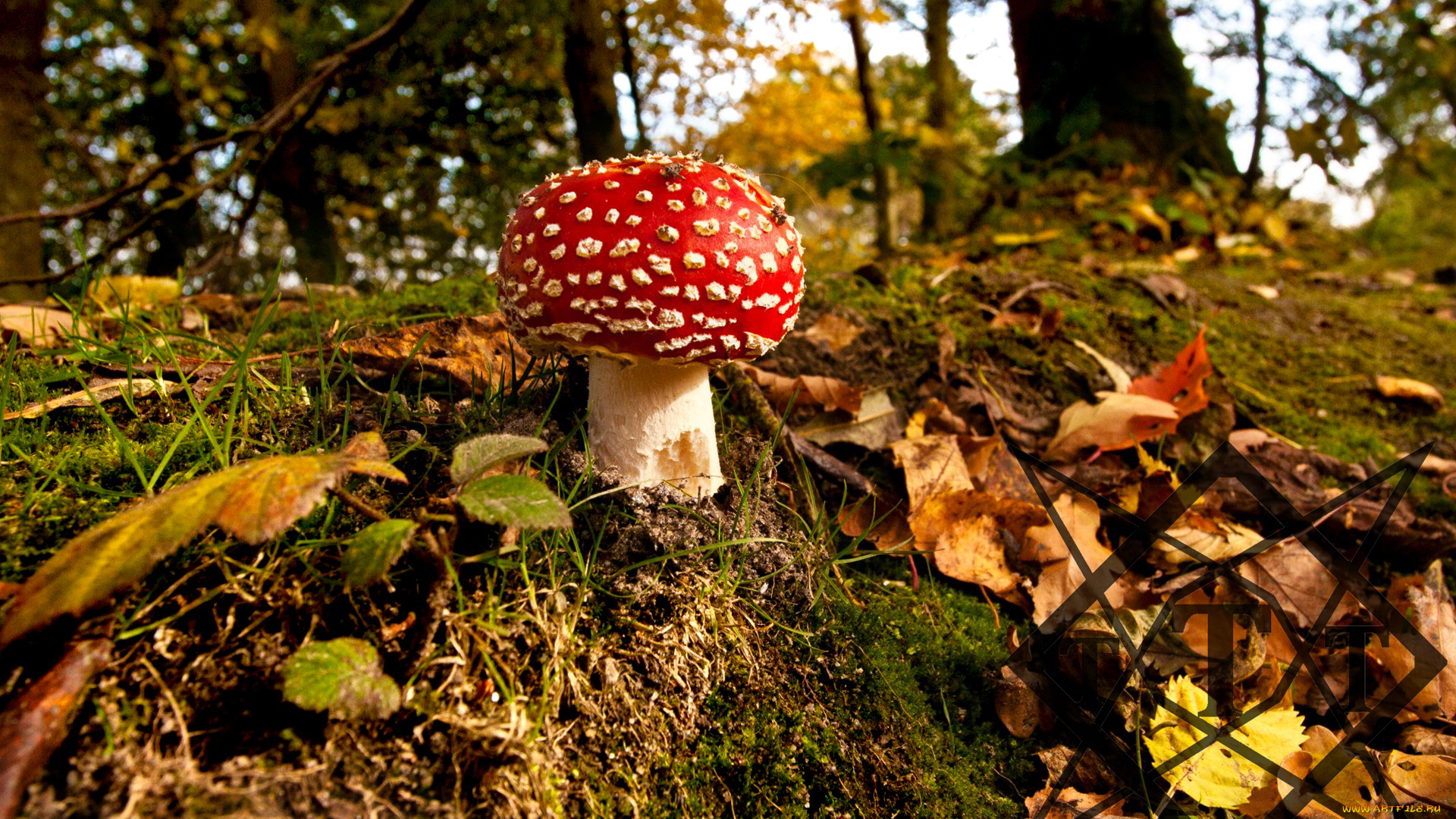 природа, грибы, мухомор, гриб, лес, осень, листья, холм