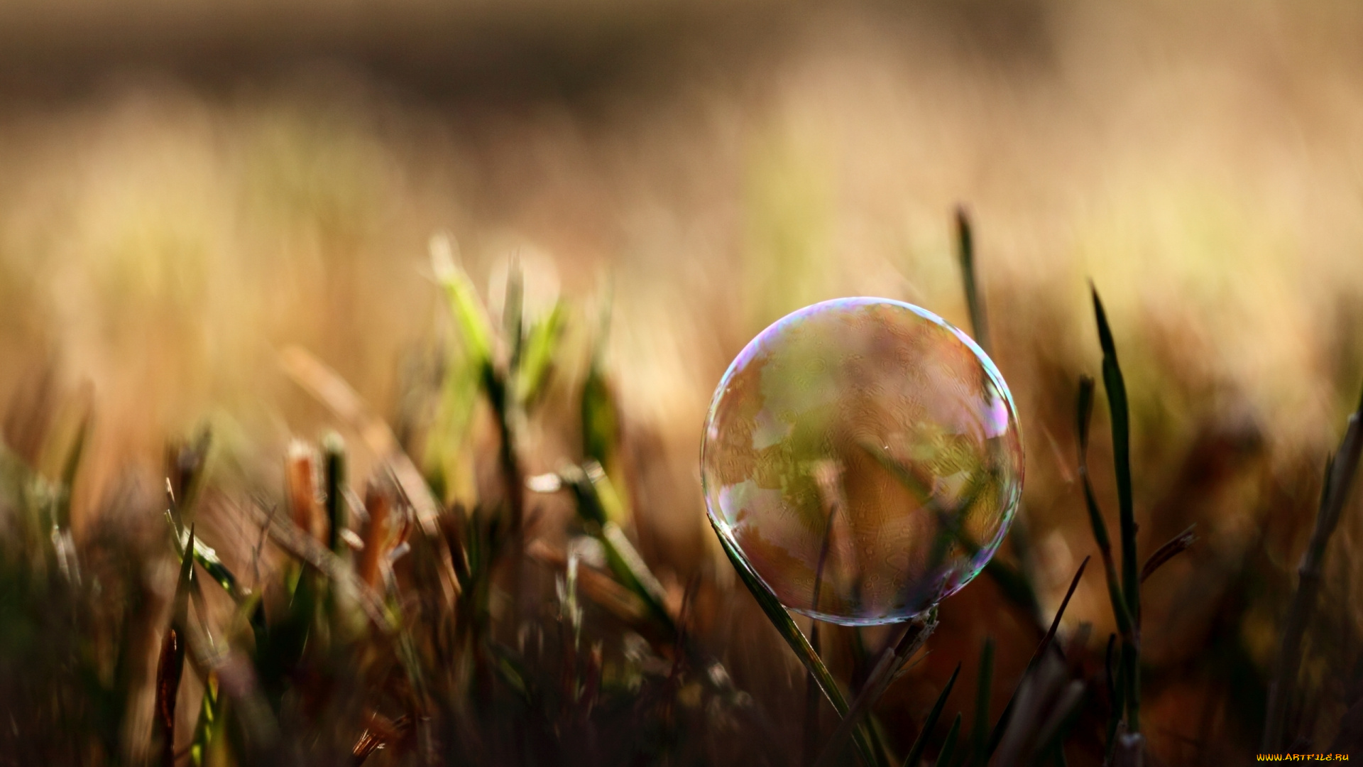 природа, макро, трава, пузырь