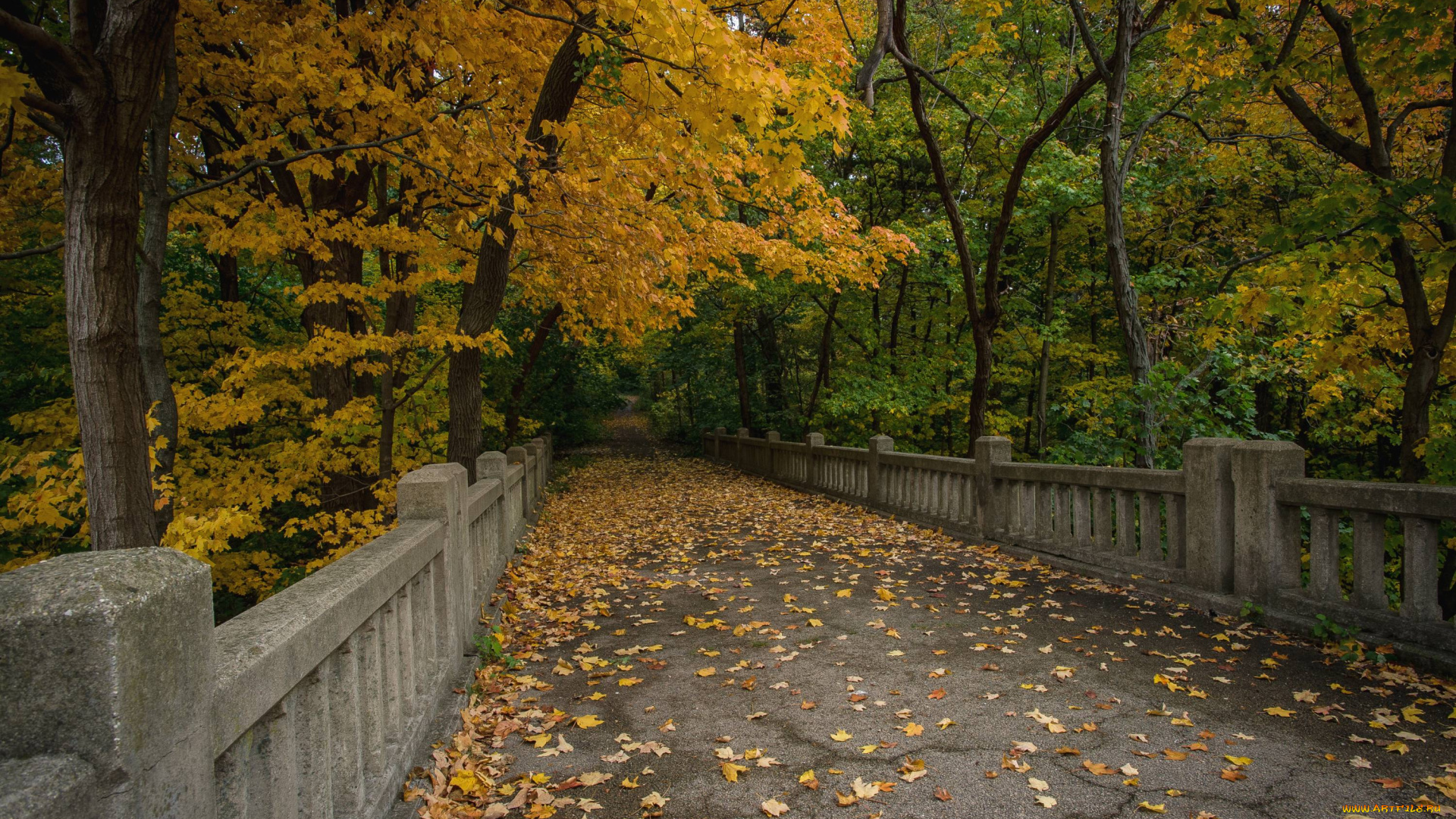 природа, парк, листья, мост, осень