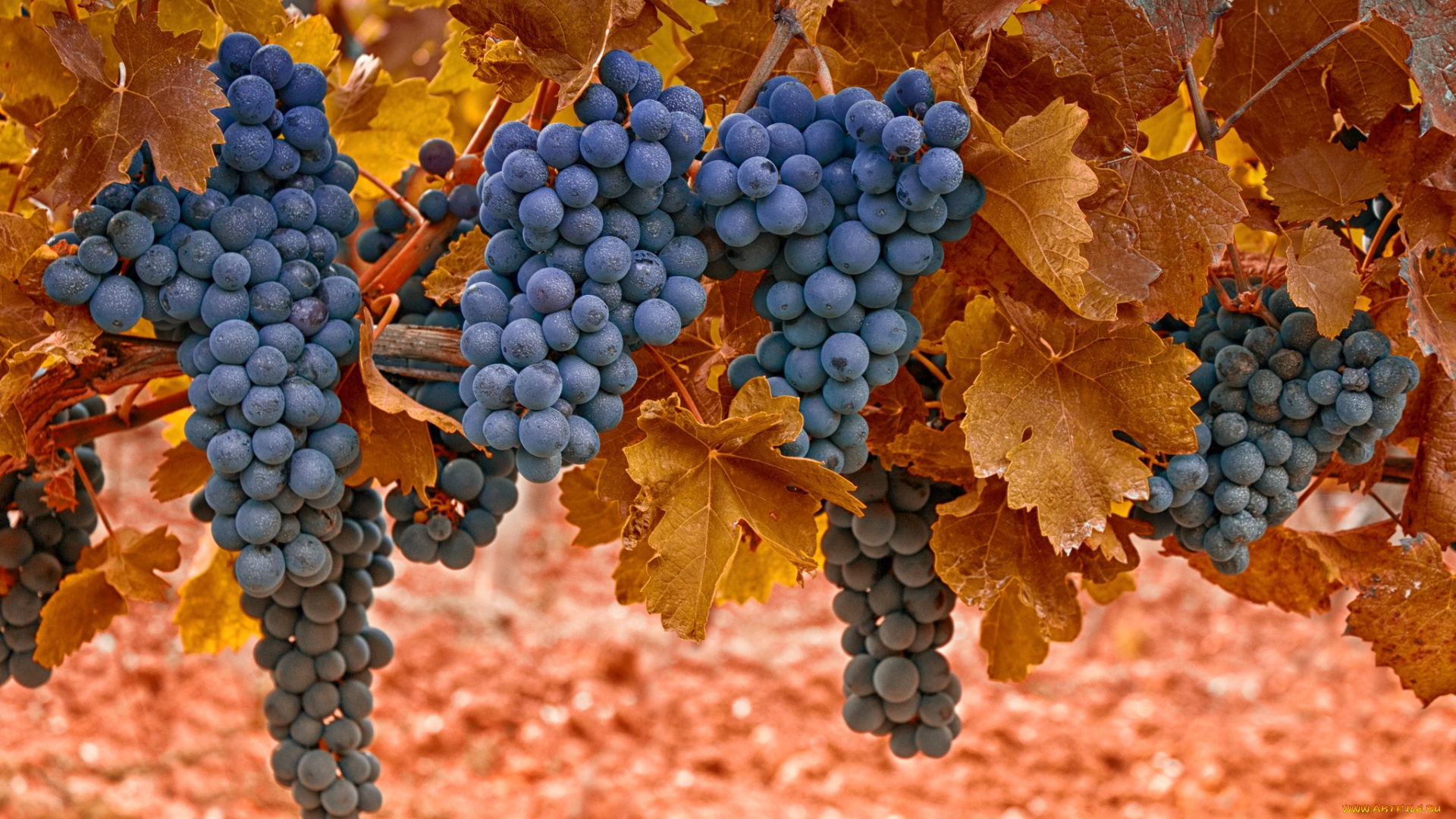 синий виноград гроздья скачать