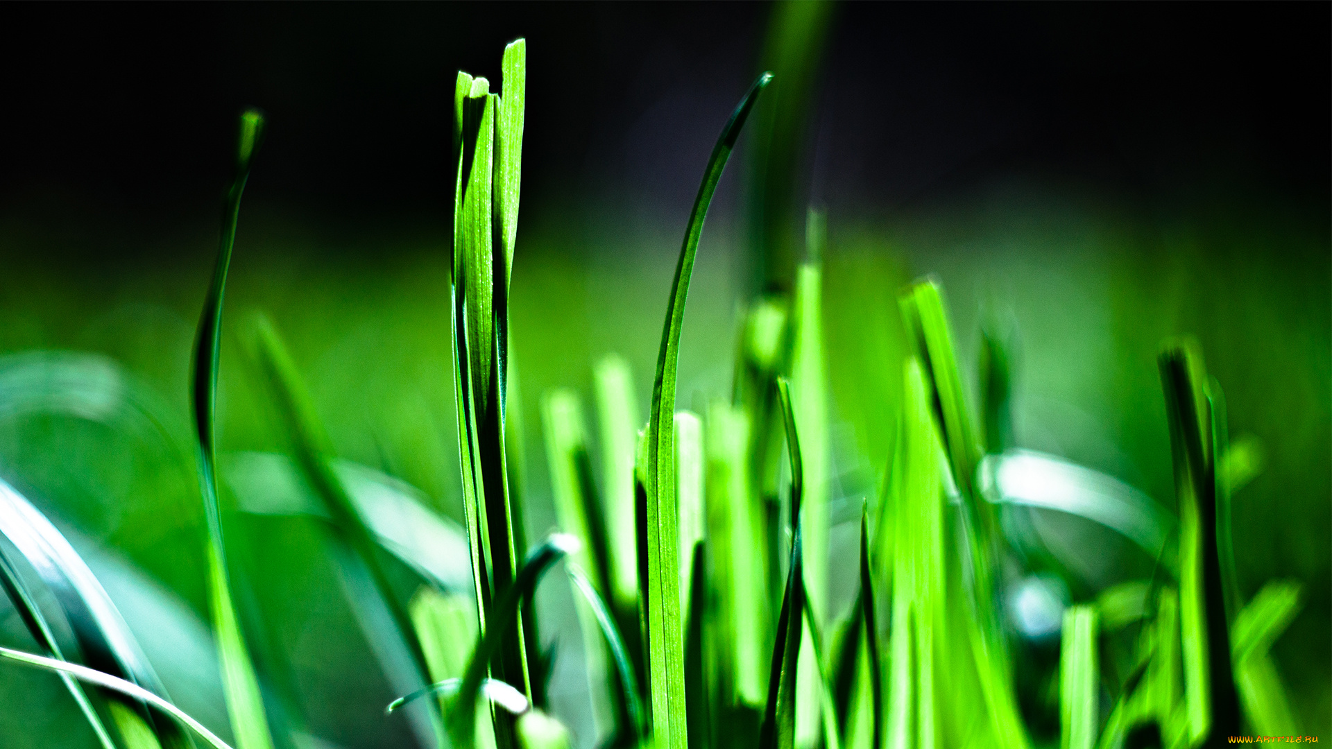 трава, природа, макро, фото, зелёная
