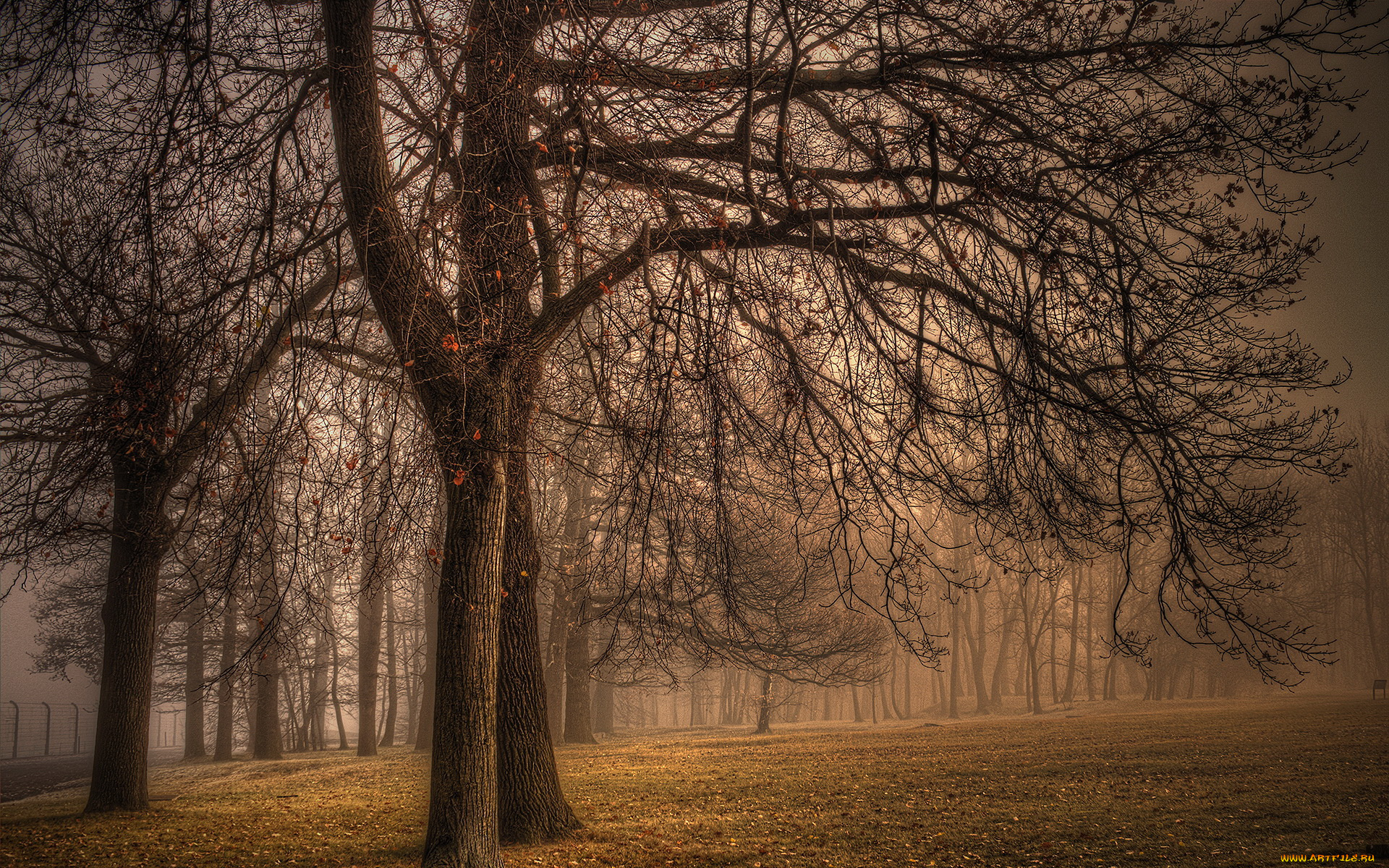 природа, деревья, осень, туман