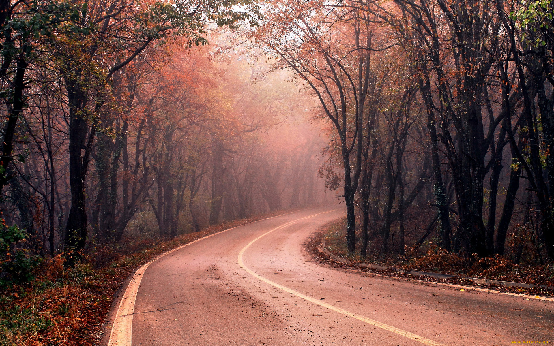 природа, дороги, лес, туман, дорога