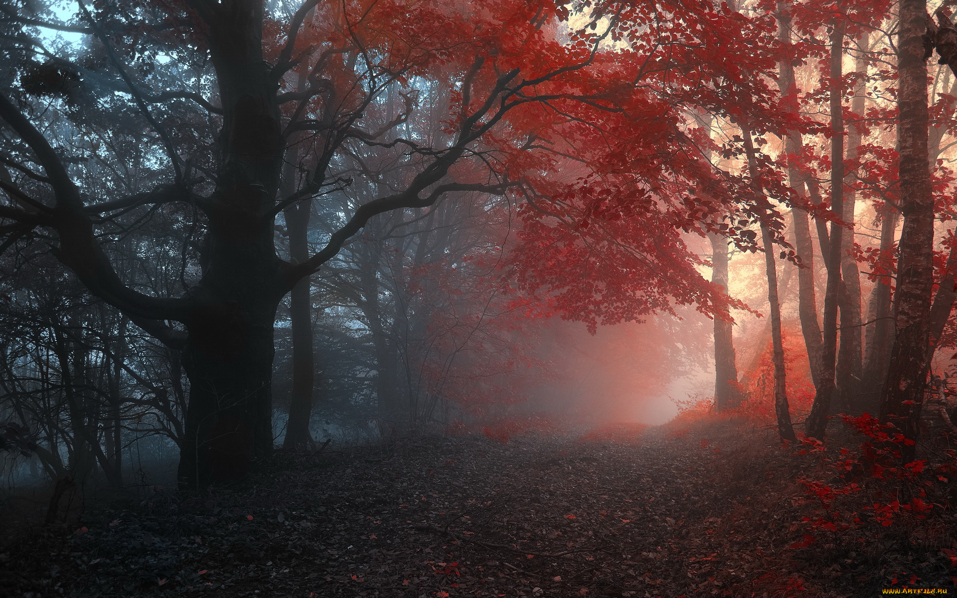 природа, дороги, туман, осень, лес
