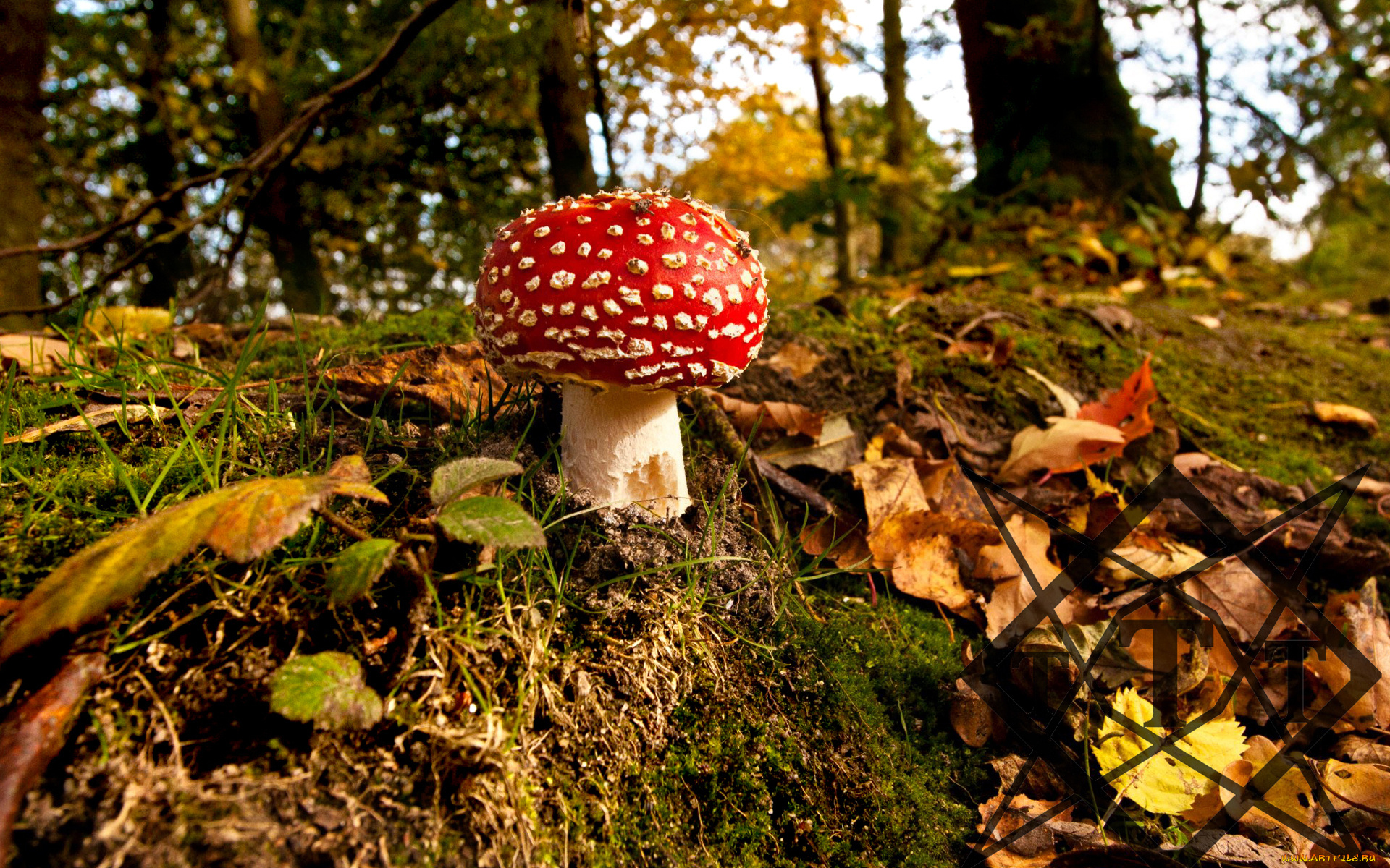 природа, грибы, мухомор, гриб, лес, осень, листья, холм