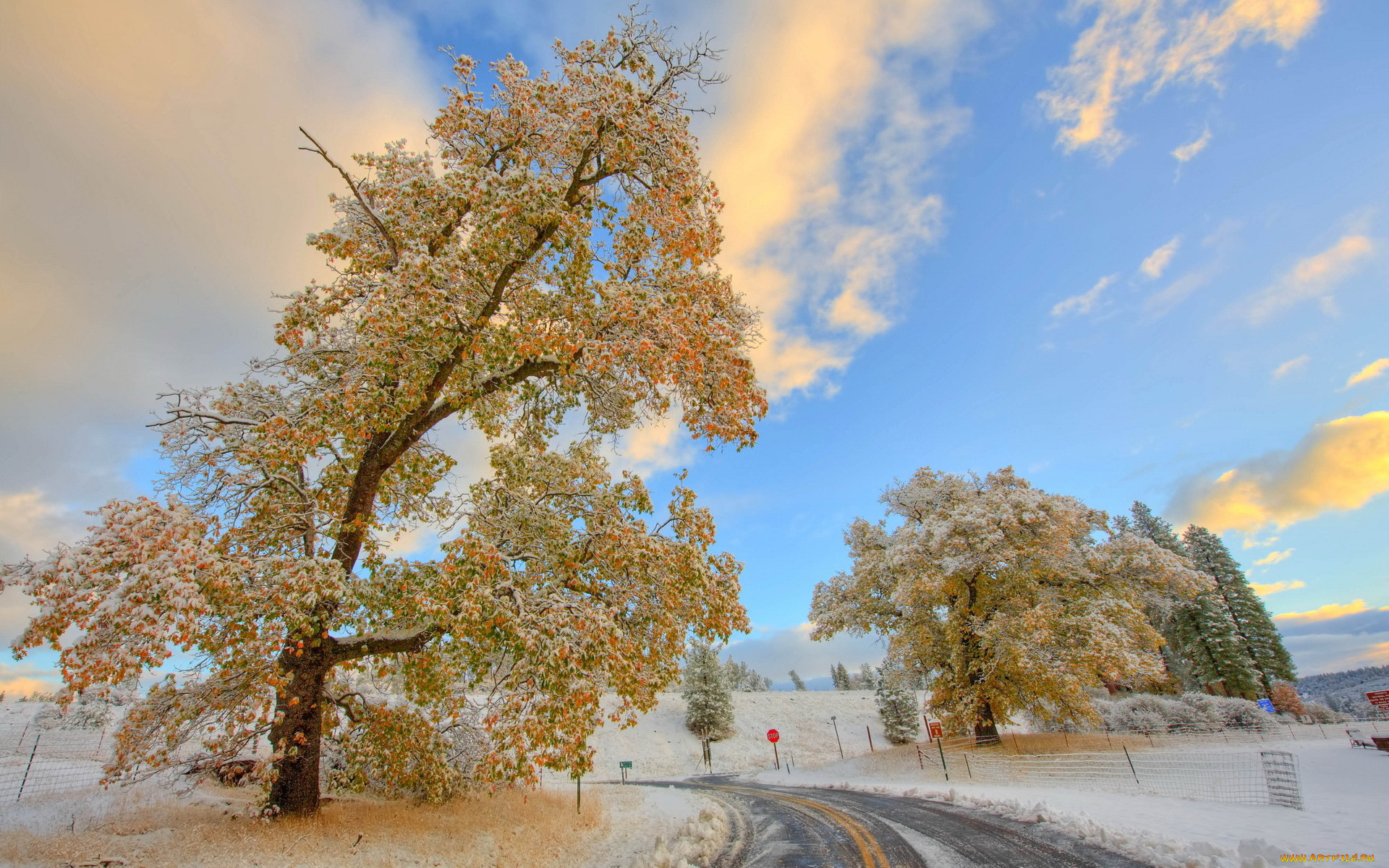 Осень зима природа. Клен в снегу. Пейзаж осень зима. Ноябрьский пейзаж на рабочий стол. Деревья в инее дорога.