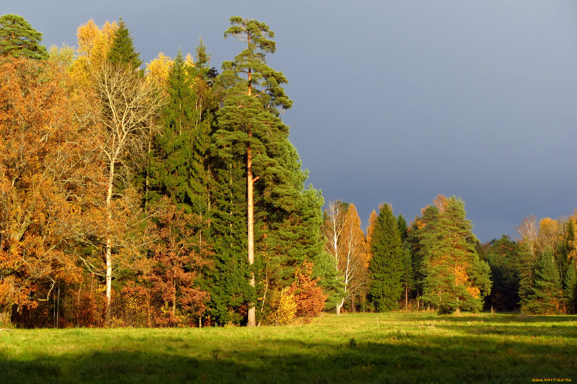 санкт, петербург, павловск, природа, деревья, поляна, осень