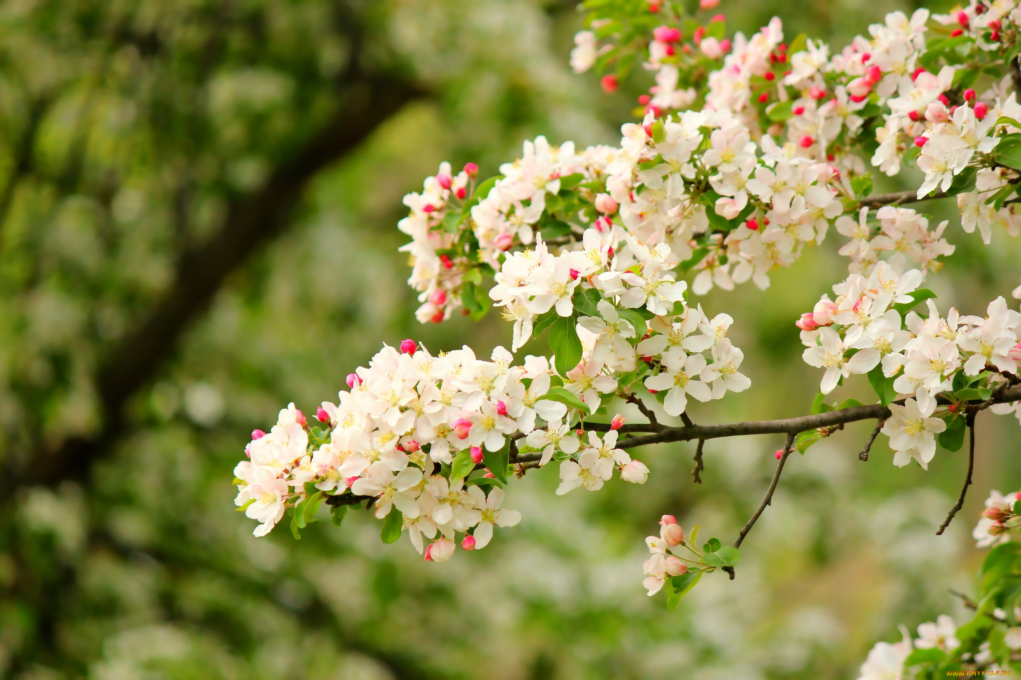 природа белые цветы яблоня деревья nature white flowers Apple trees бесплатно
