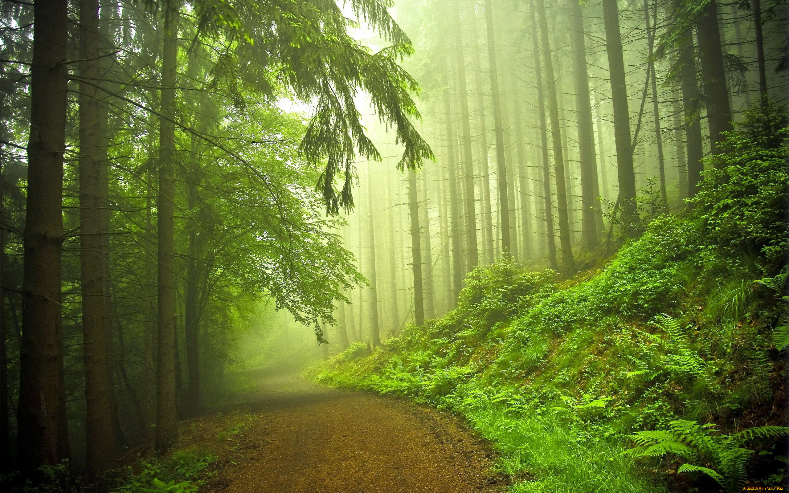 природа, дороги, туман, лес, дорога