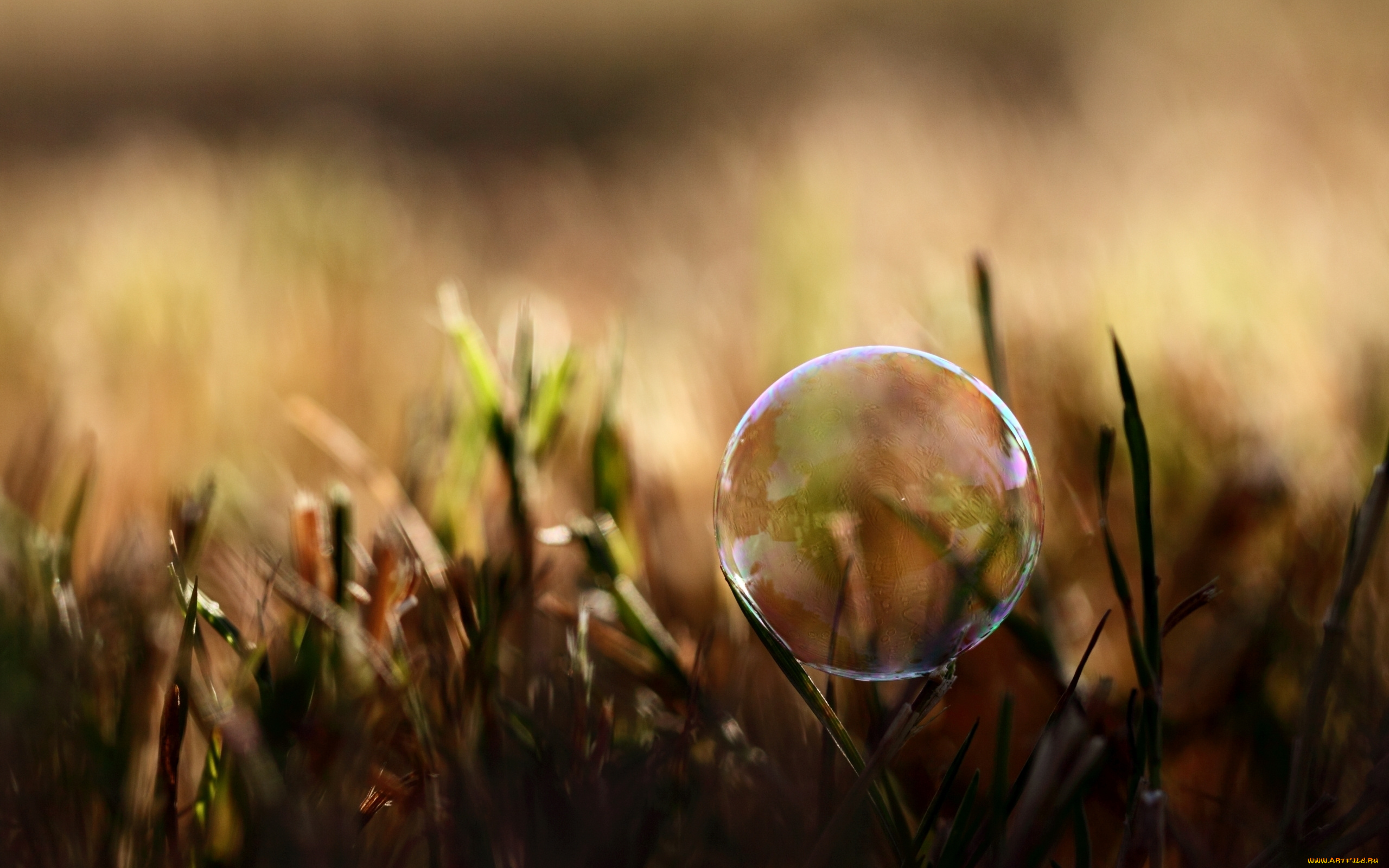природа, макро, трава, пузырь