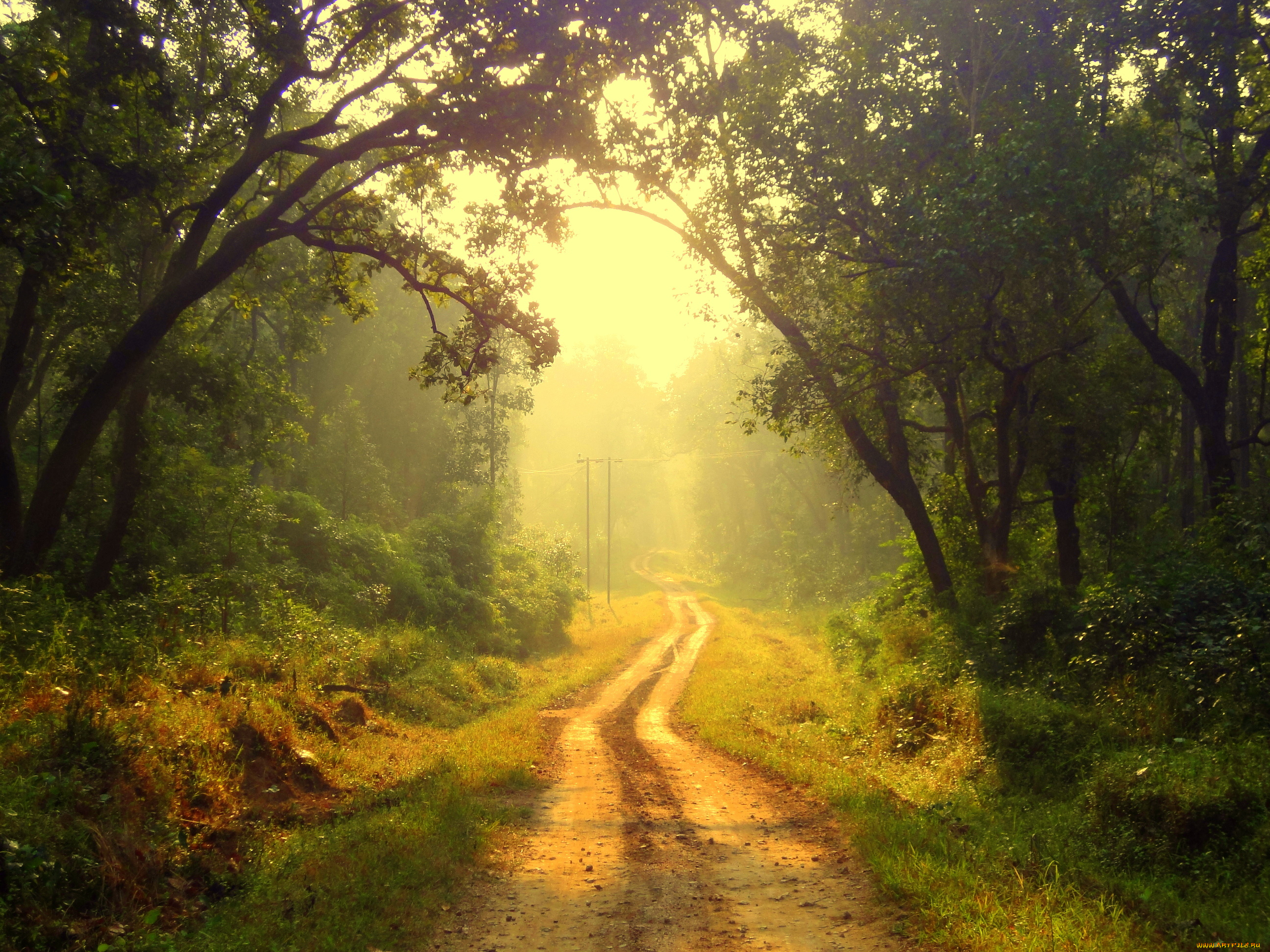 природа, дороги, свет, утро, лес, дорога