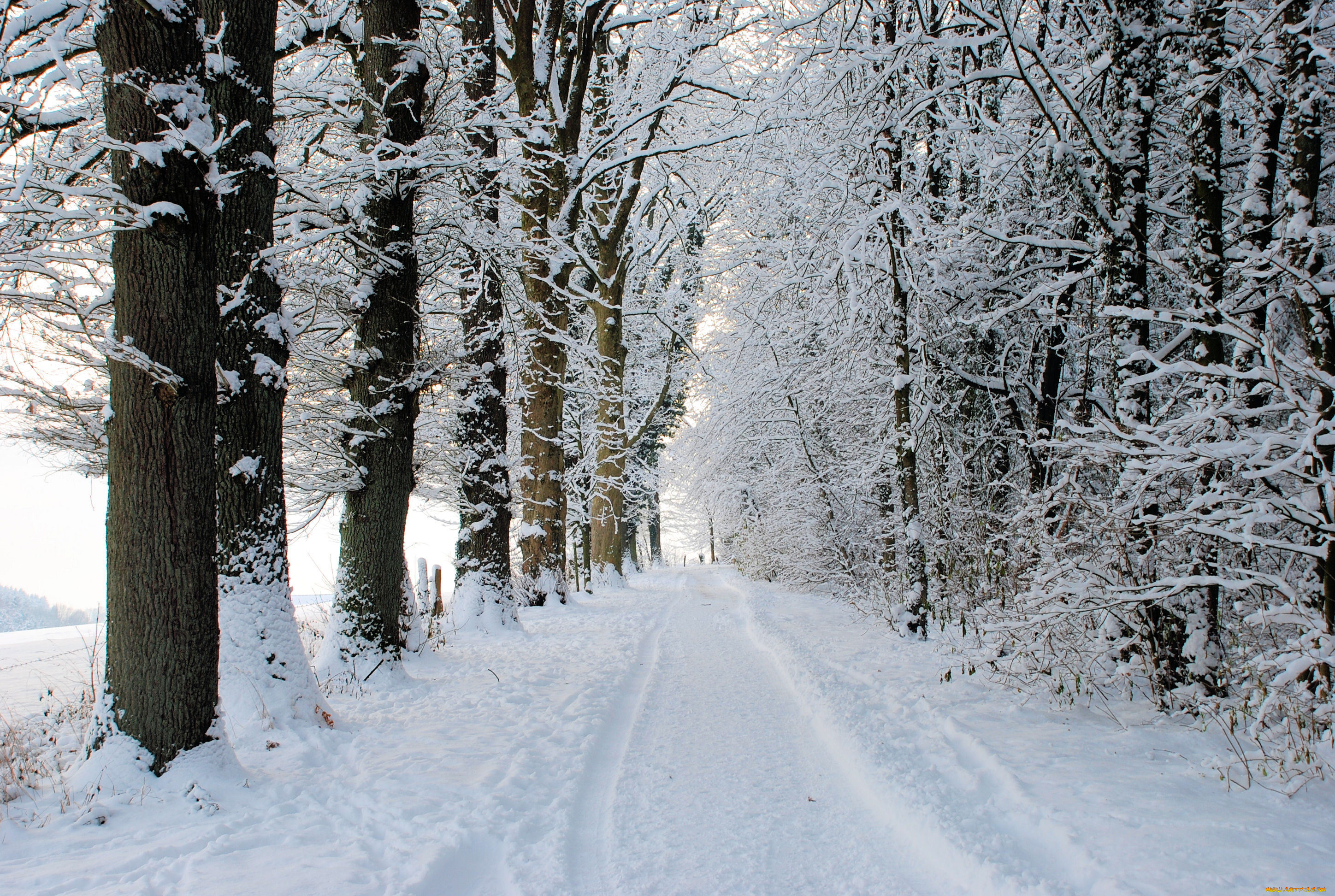 природа, зима, дорога, снег, лес
