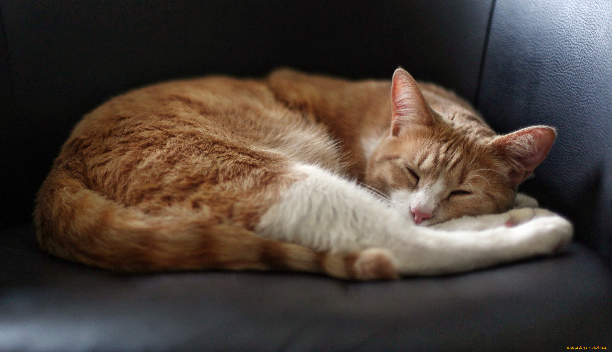 животные, коты, диван, сон, кот
