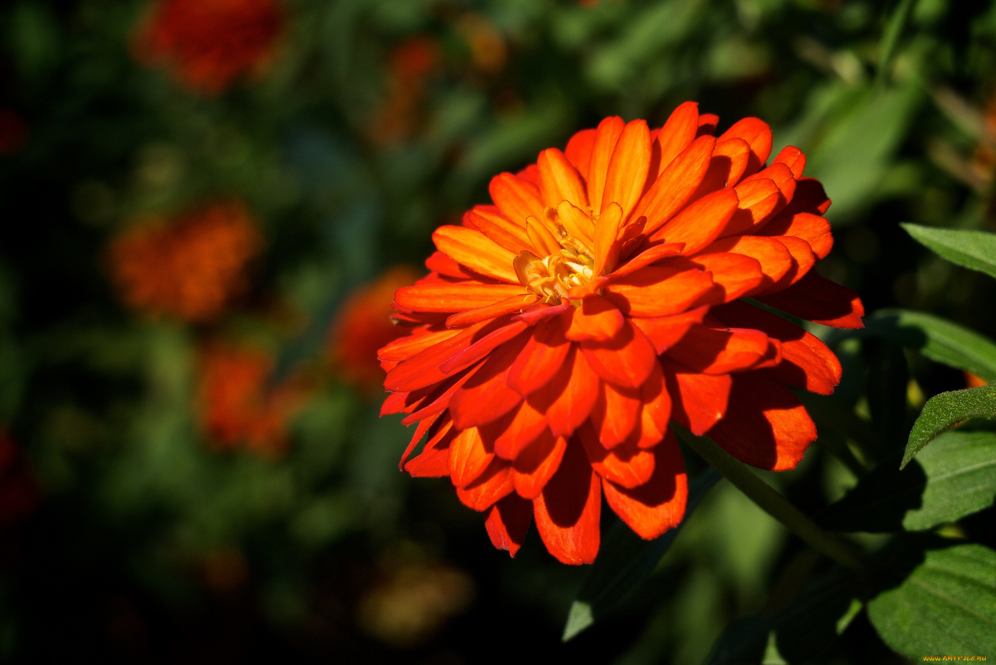 цветы, цинния, оранжевый