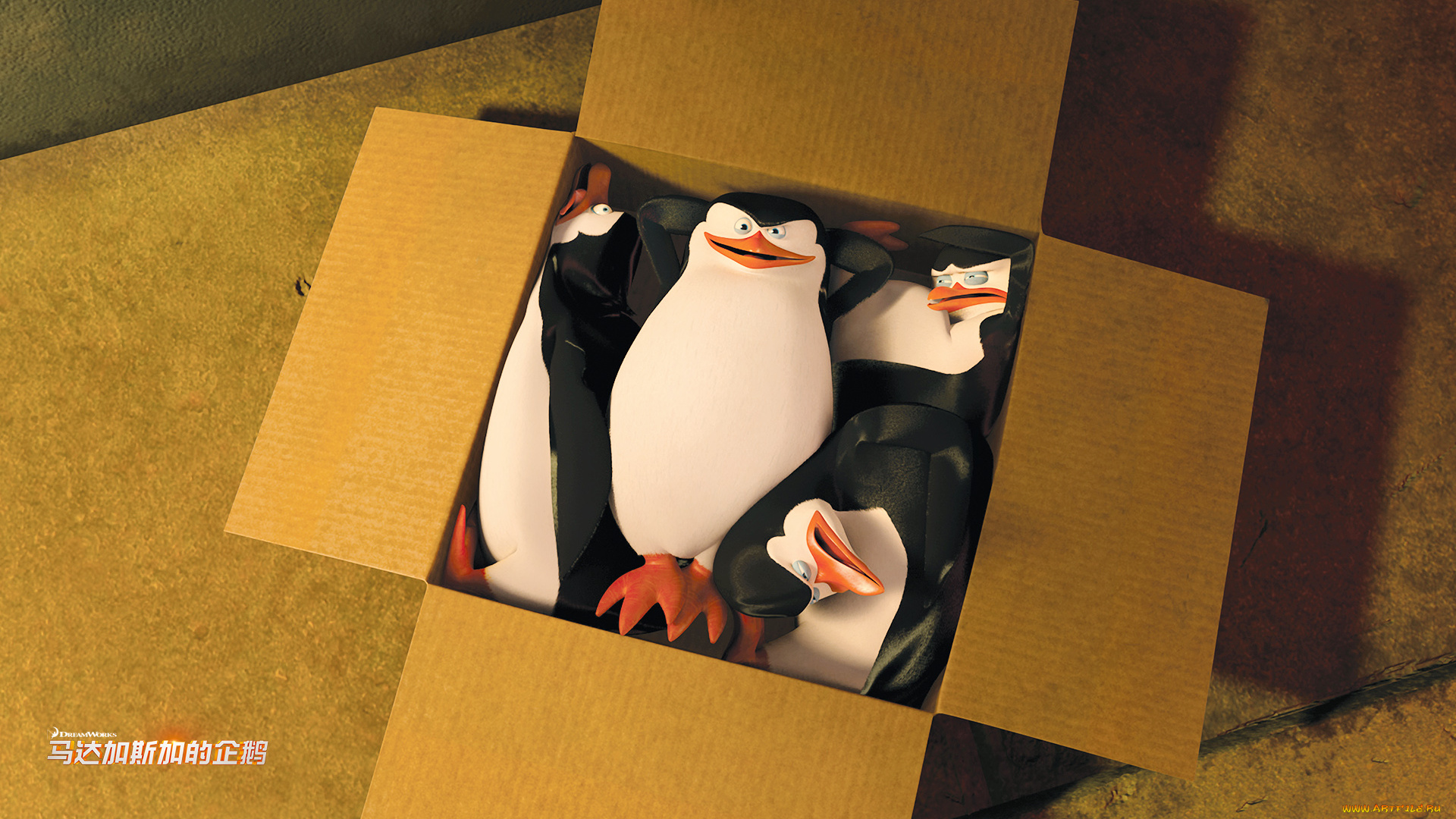 мультфильмы, the, penguins, of, madagascar, коробка, пингвины, клюв, глаза