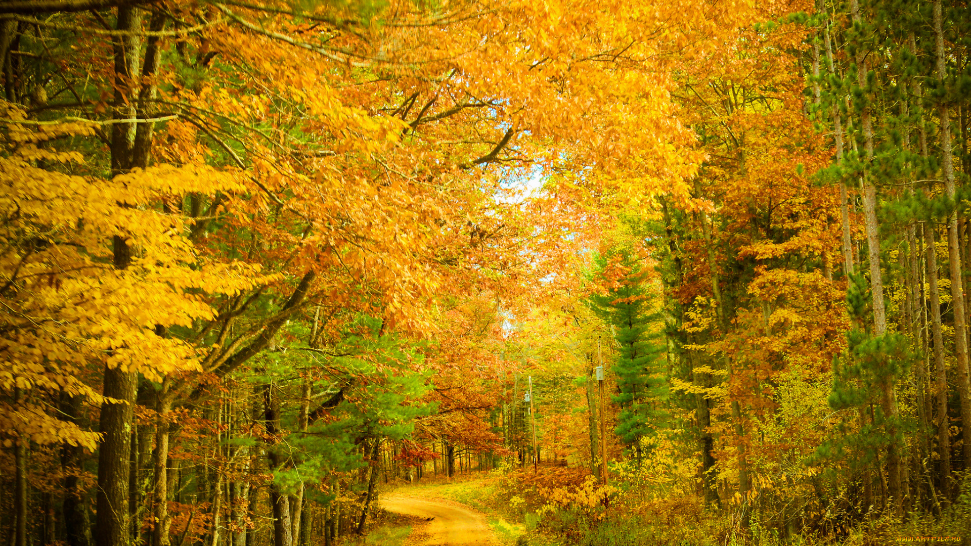 природа, дороги, дорожка, листва, лес, осень