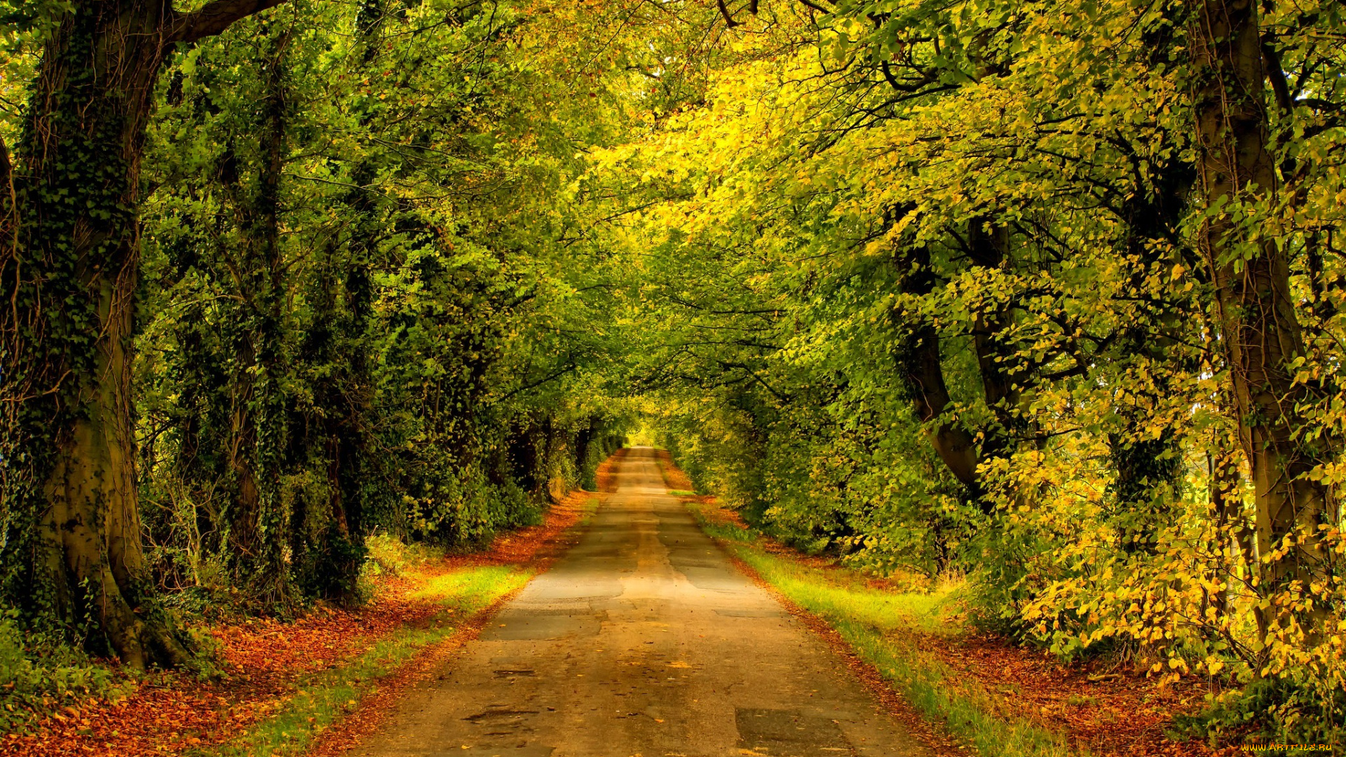природа, дороги, forest, nature, park, trees, leaves, colorful, road, path, autumn, fall, colors, walk, листья, осень, деревья, дорога, лес, парк