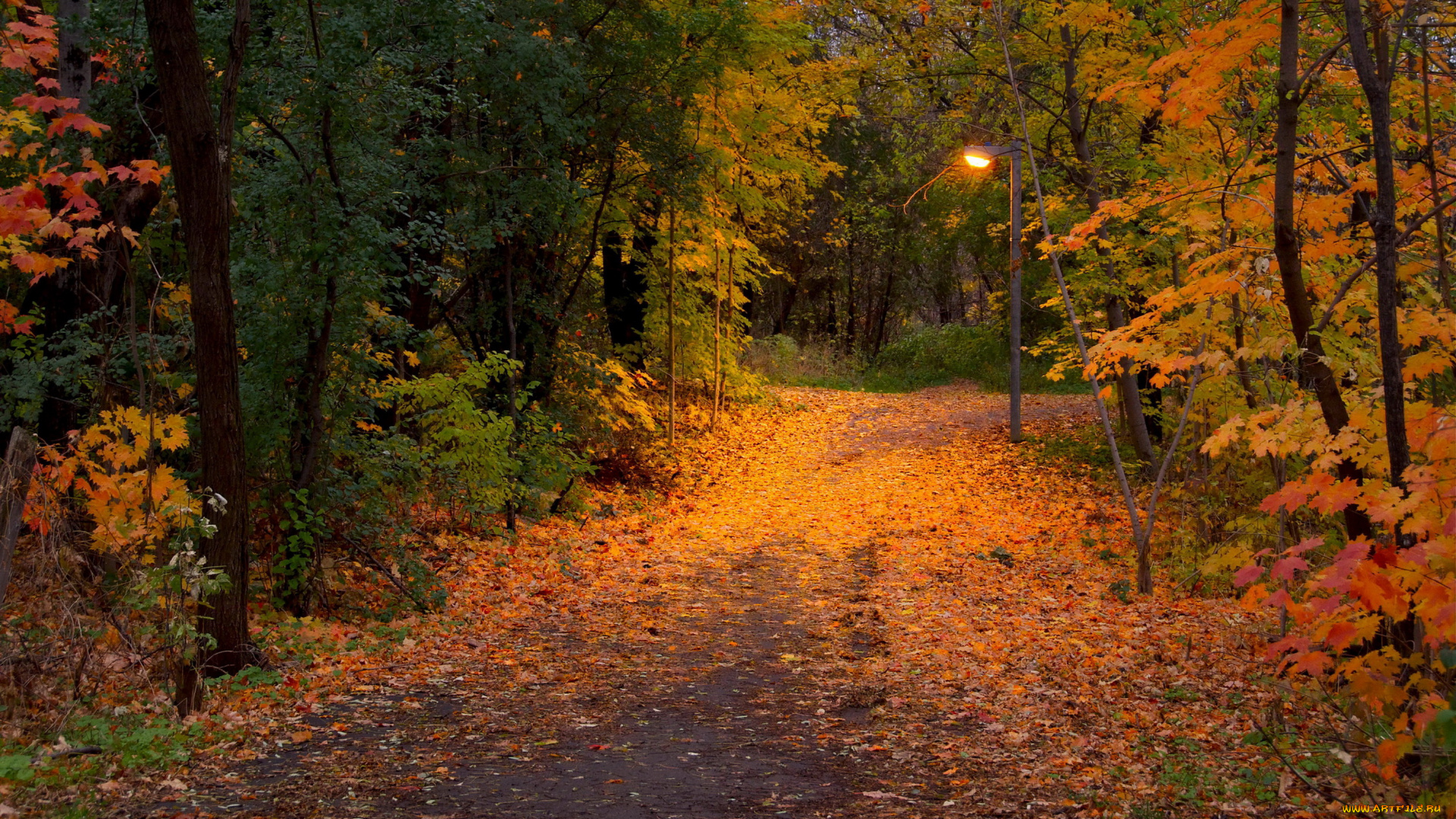 природа, дороги, лес, осень, деревья, дорога, фонарь, листья