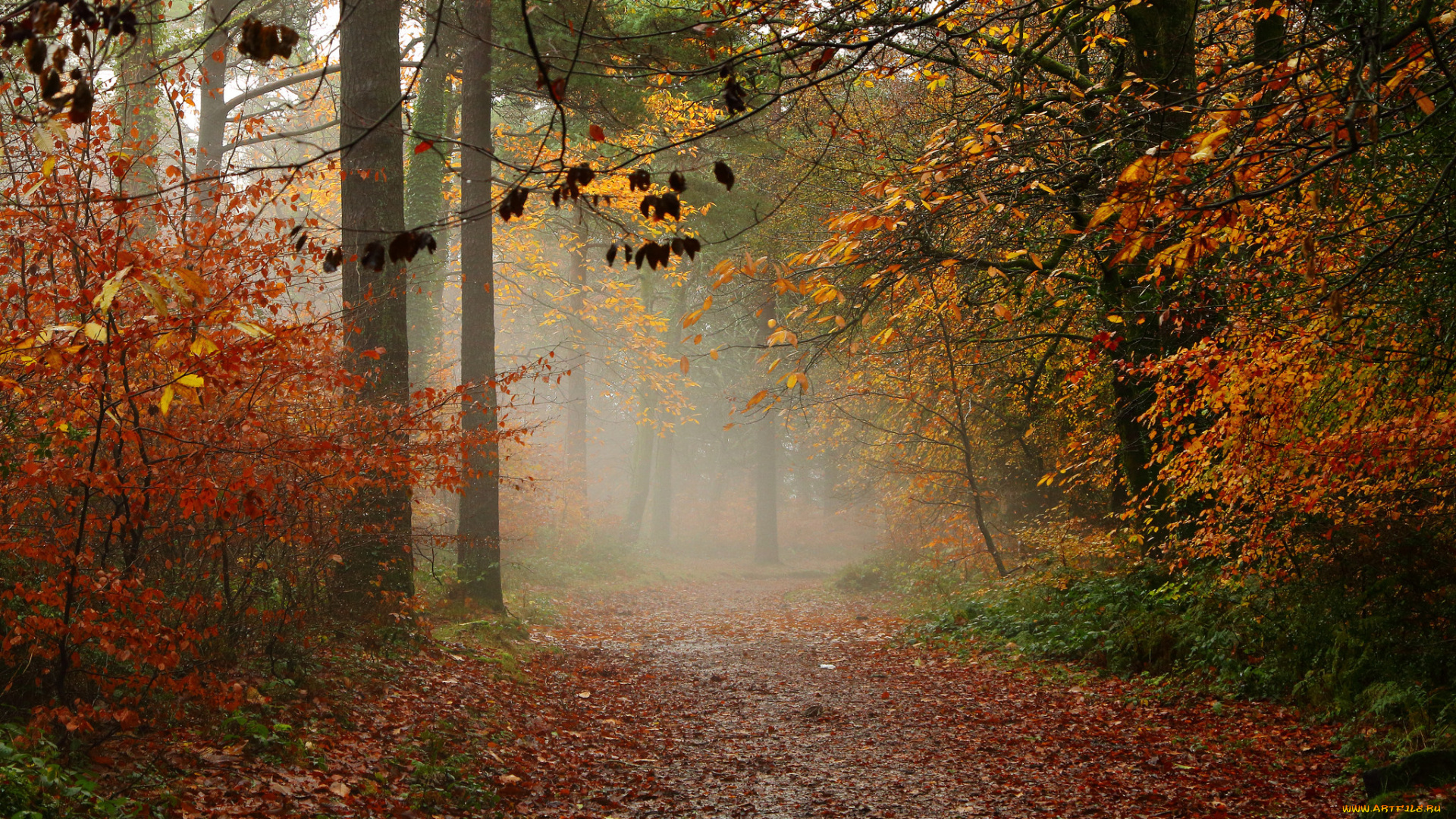 природа, дороги, туман, лес, тропинка, осень