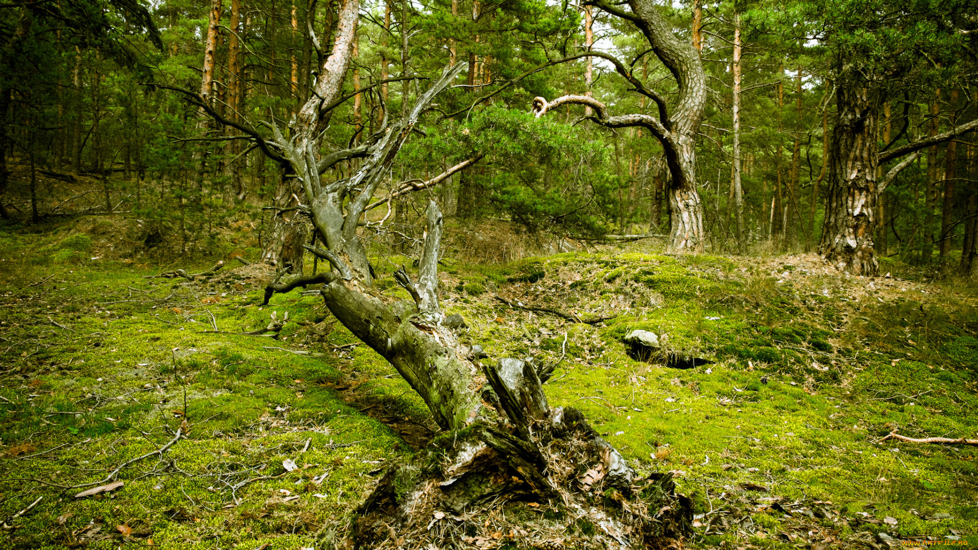 природа, лес, коряга, поляна