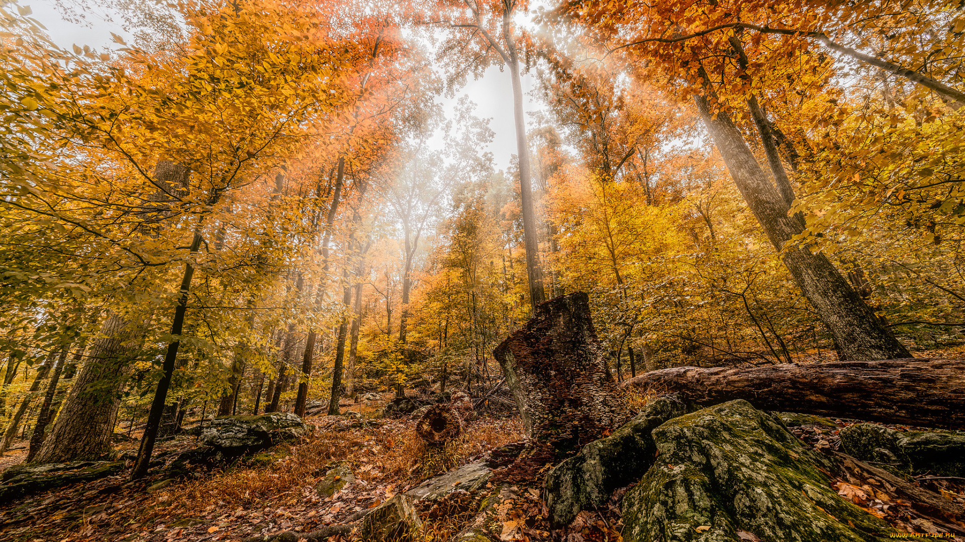 природа, лес, свет, листва, осень