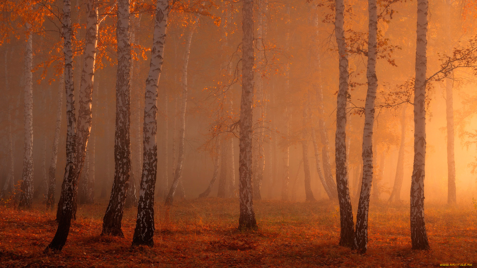лес березы осень бесплатно