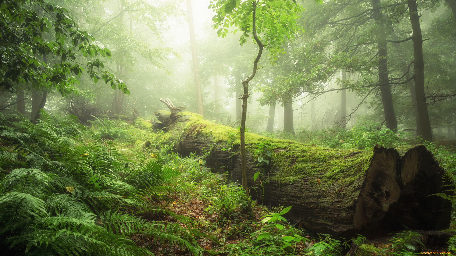 природа, лес, туман, бревно