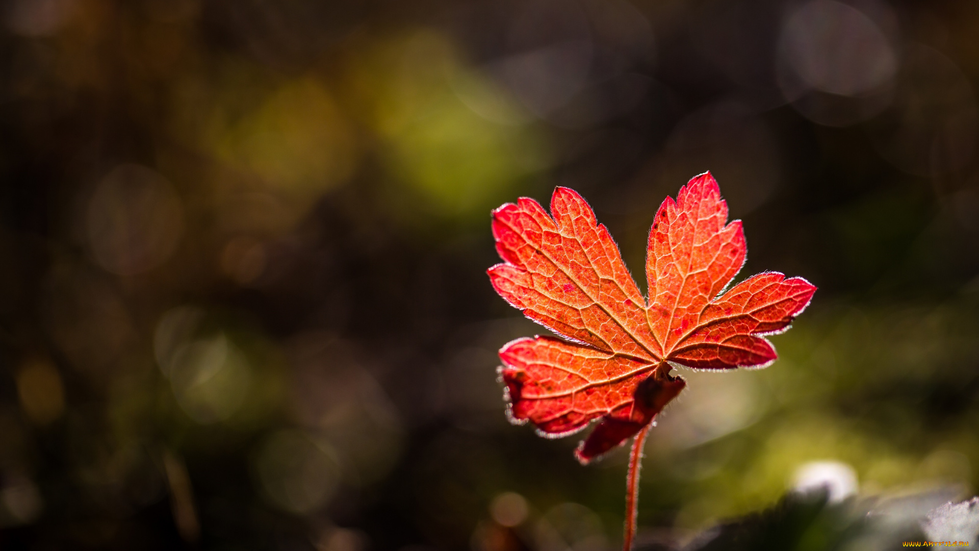 природа, листья, красный, прожилки, осень, свет, макро