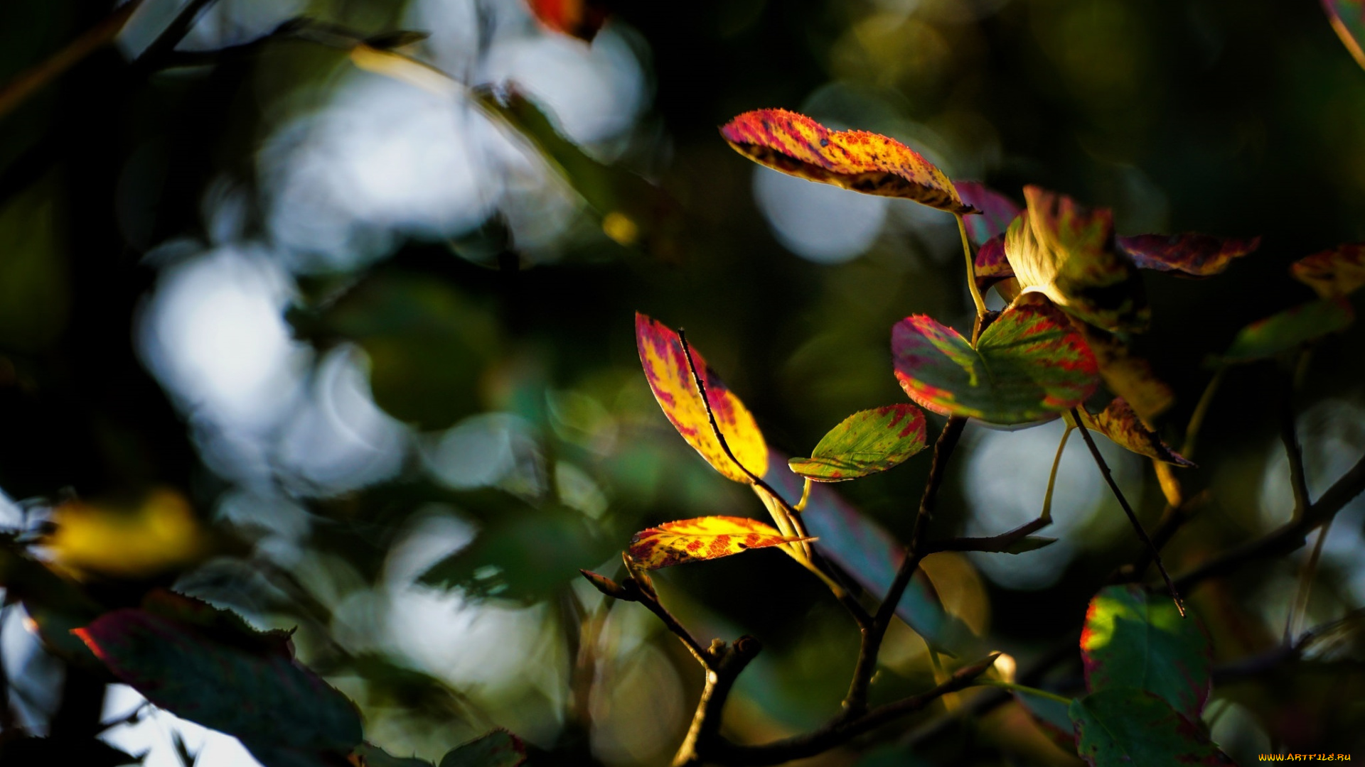 природа, листья, ветка, цвета, осень, размытие