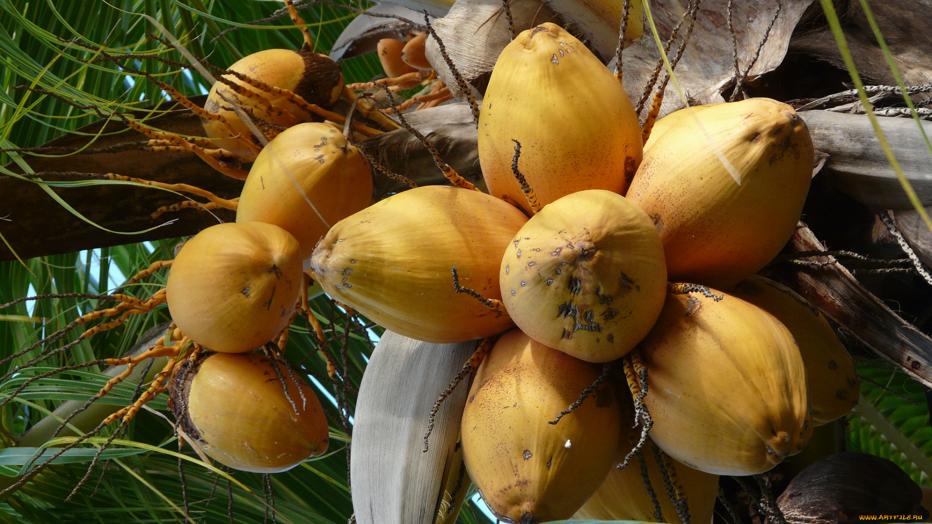 природа, плоды, пальма, кокосовая