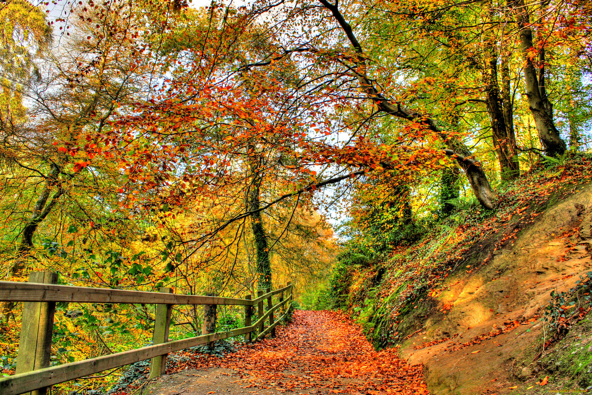 природа, дороги, краски, лес, осень, мостик