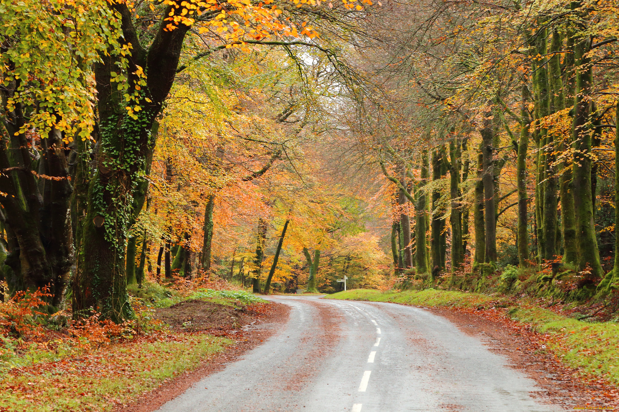 природа, дороги, шоссе, лес, осень, листва