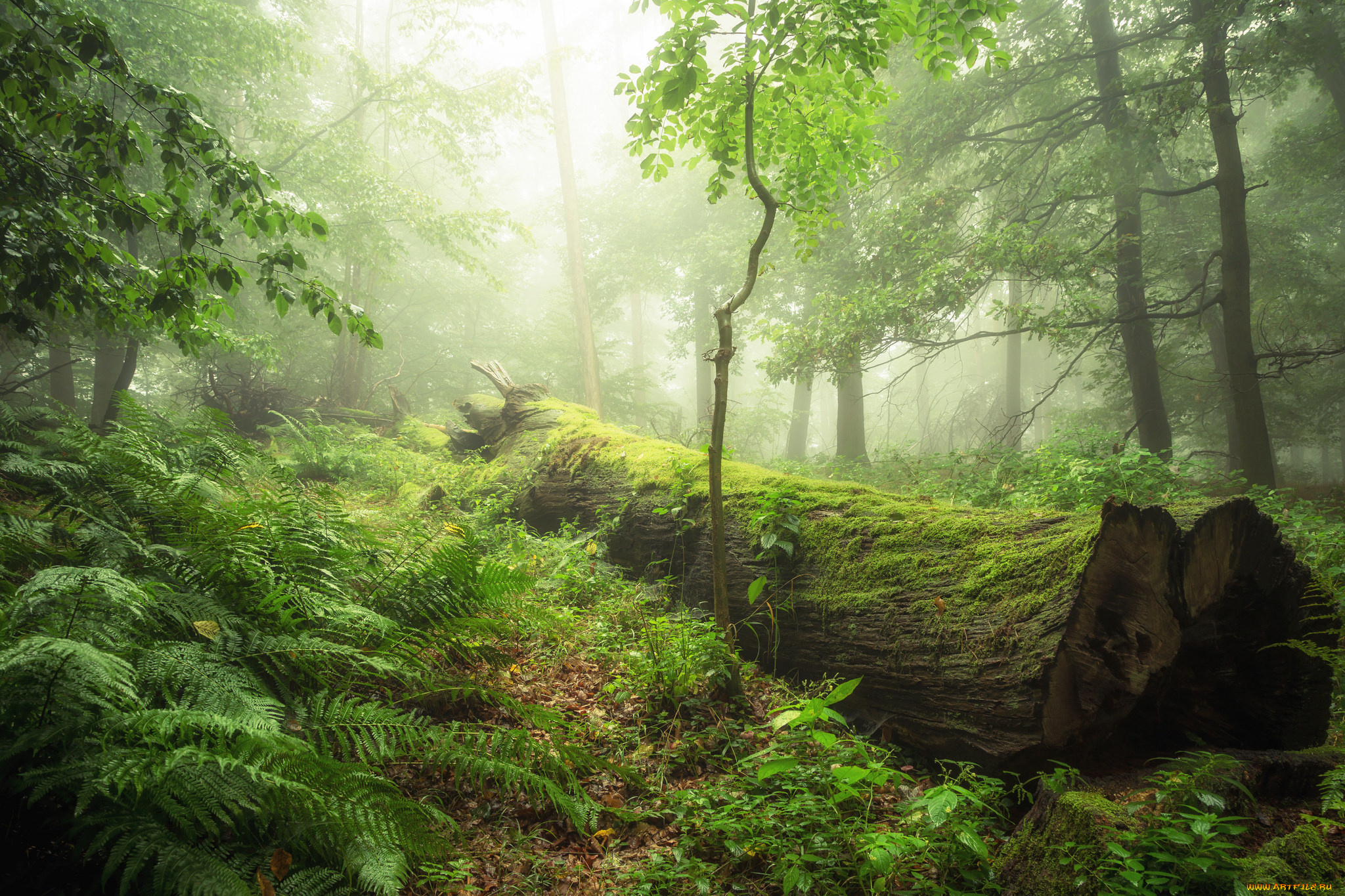 природа, лес, туман, бревно